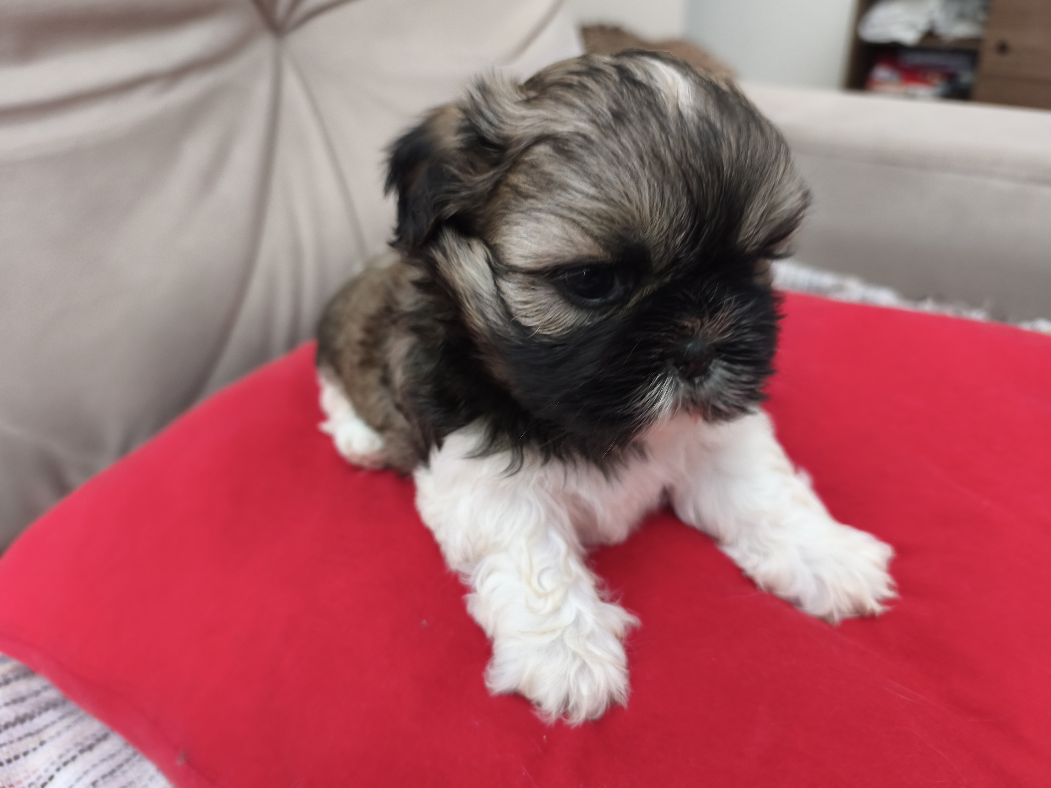 Shihtzus machinhos lindos  - Foto 3