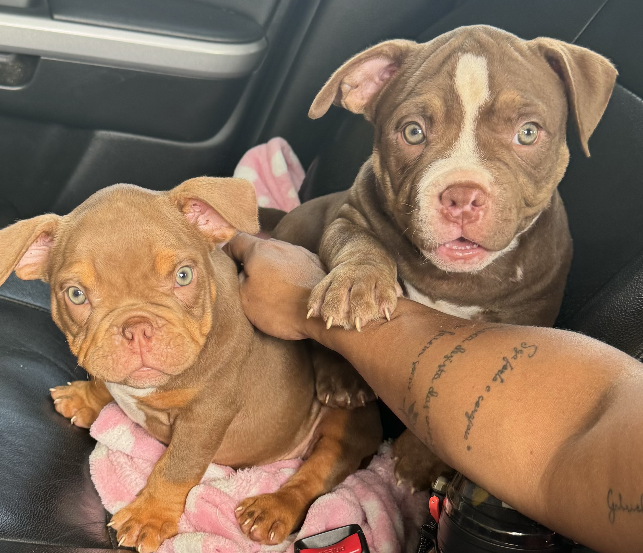 Portal Vendocão American Bully  Bauru 
