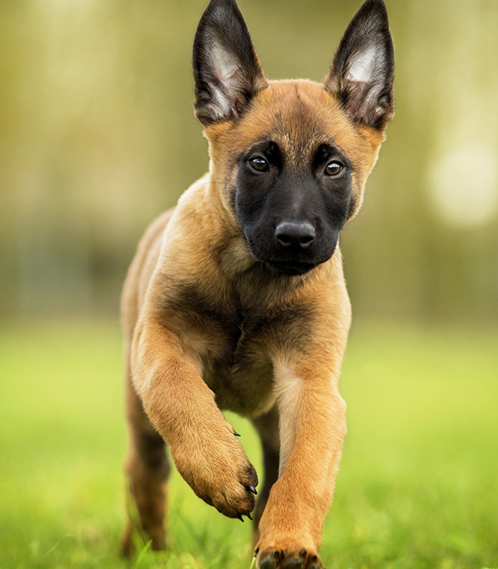 Vendo filhote de pastor malinois fêmea com pedigree  - Foto 1
