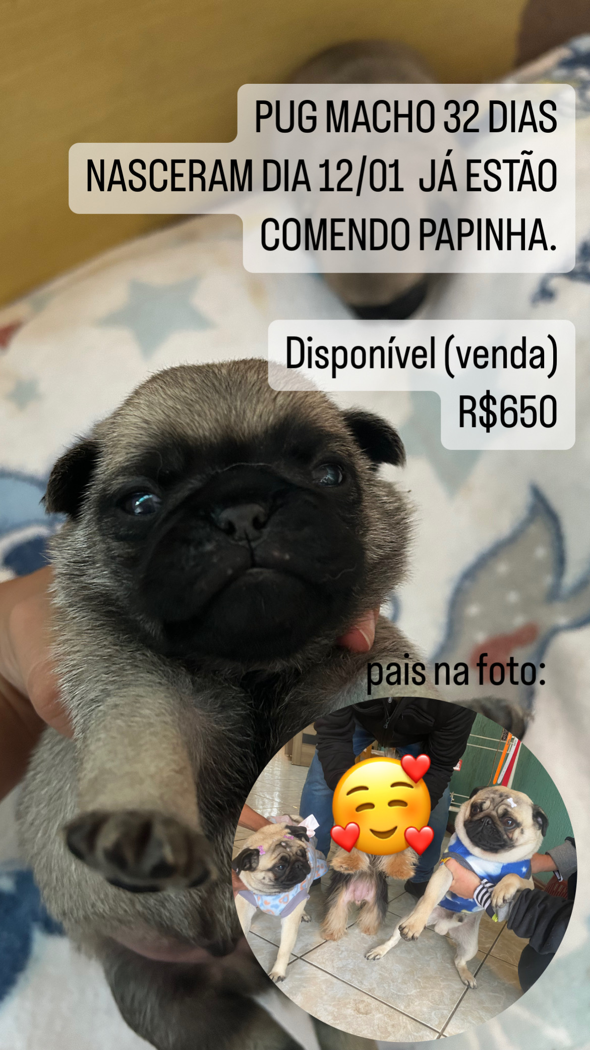 Portal Vendocão Pug macho  Porto Alegre 