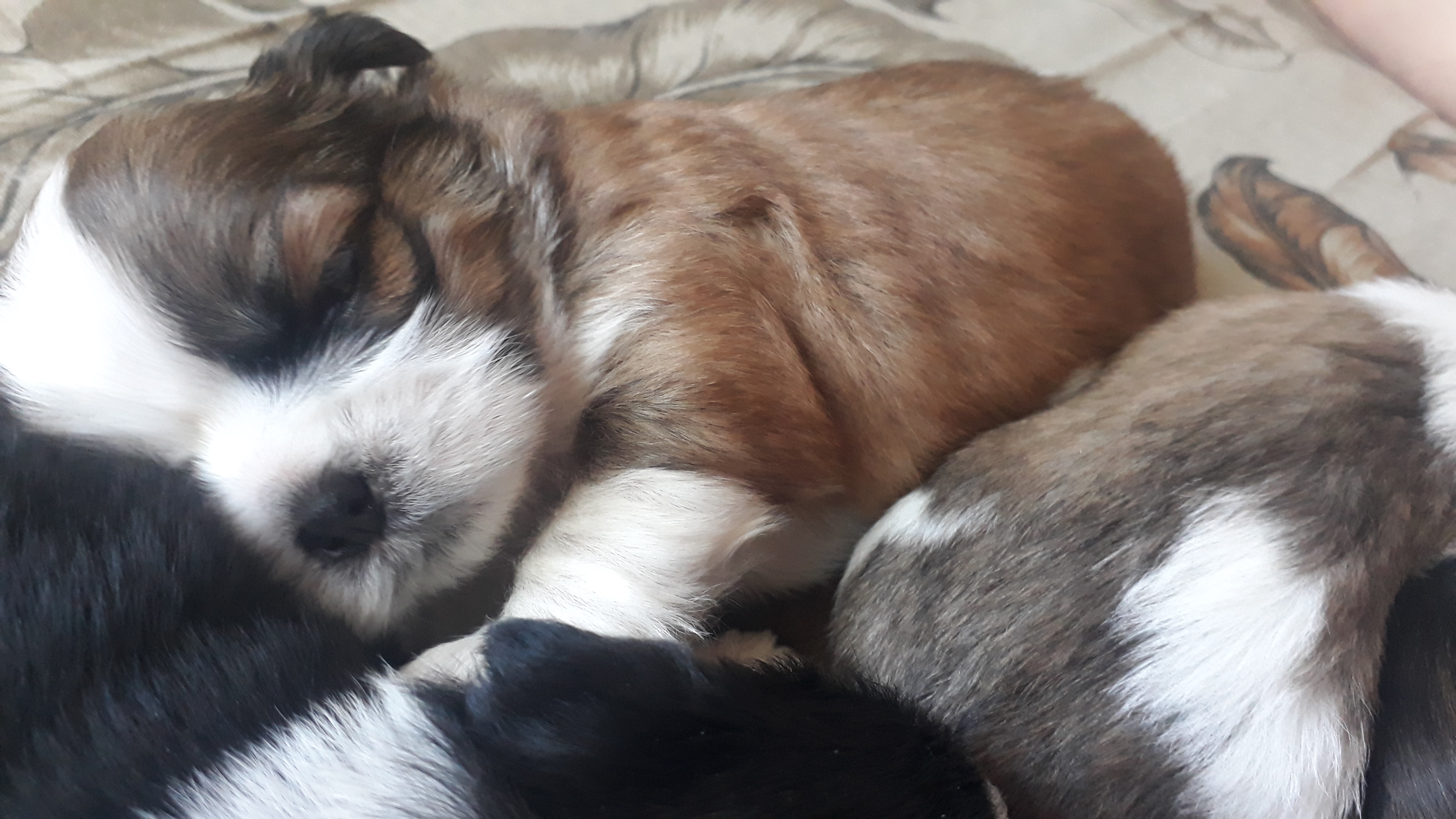 Bebes Shitzu disponível  - Foto 3