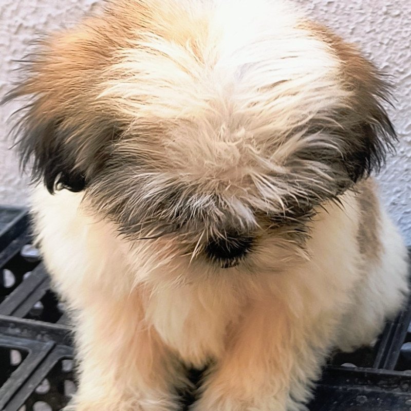 Vende-se filhote Shitzu macho raça pura - Foto 1