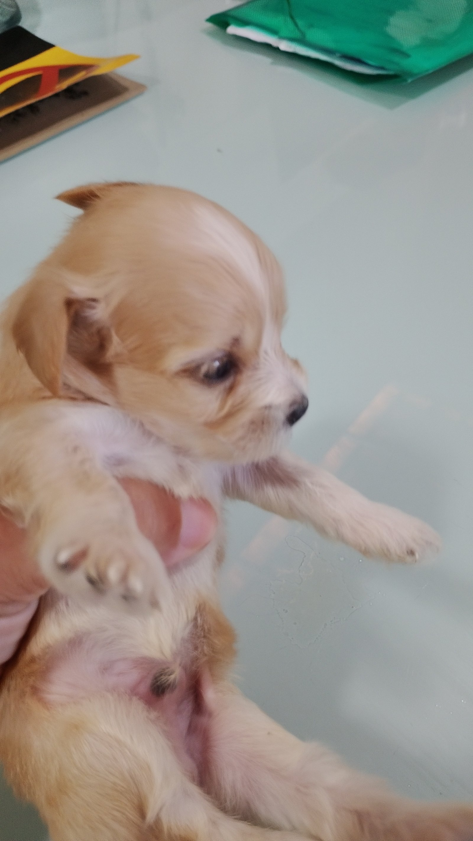 Vendo lindos filhotes de poodle 
