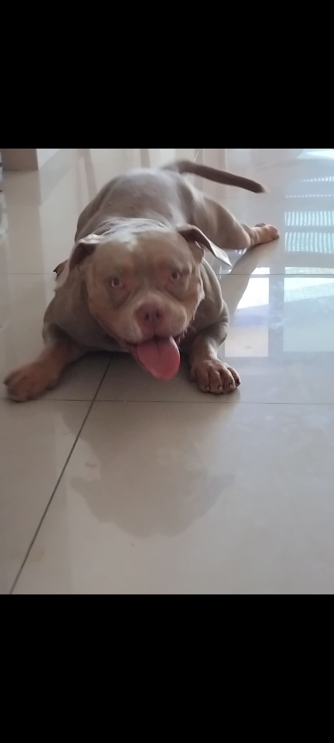 Portal Vendocão American bully super dócil  Maceió