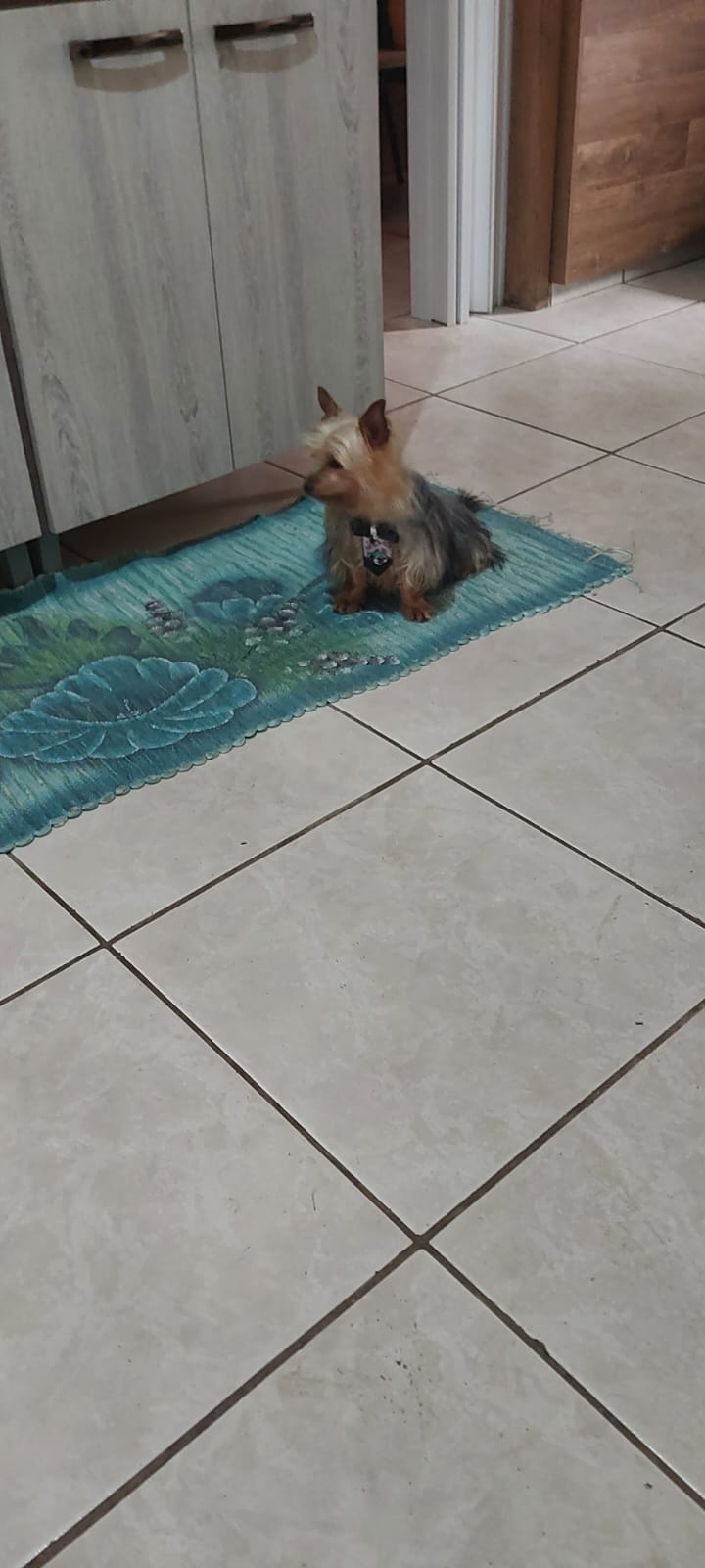 Portal Vendocão Vendo casal de Yorkshire terrier Joinville