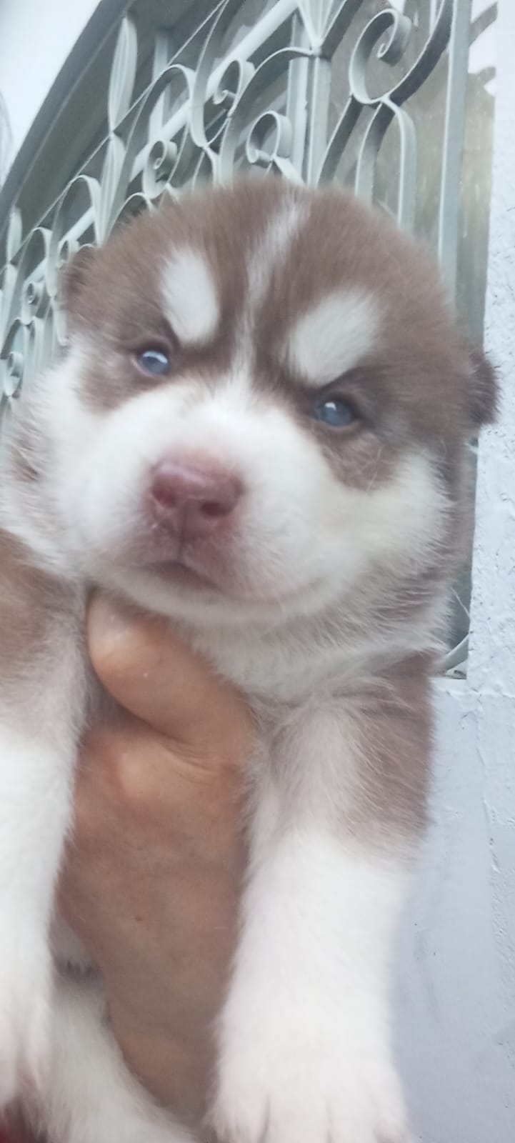 Filhotes de husky siberiano woolly  - Foto 1