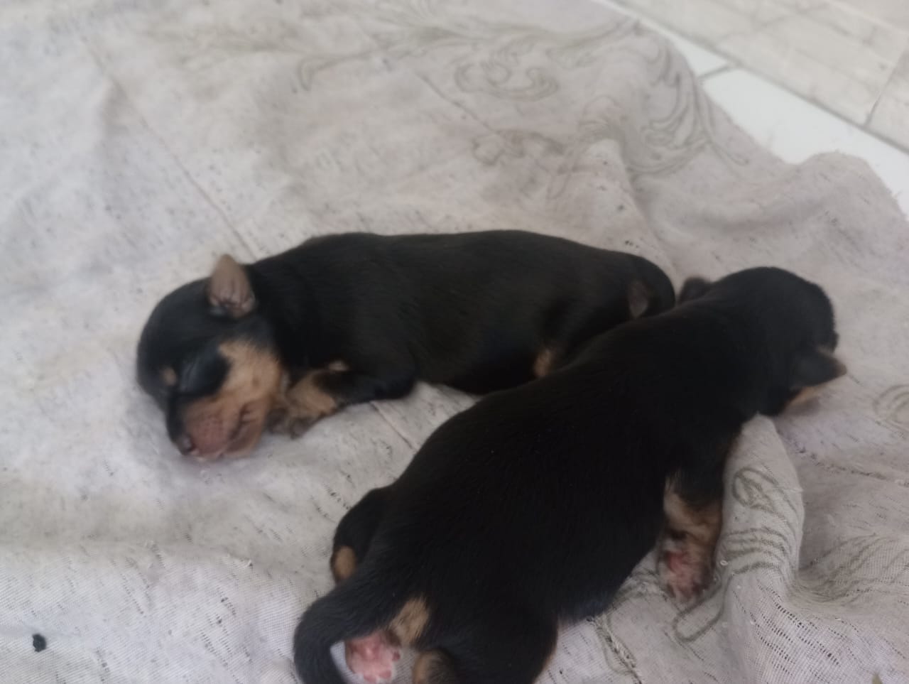 Portal Vendocão Yorkshire terrier puro  Camaçari