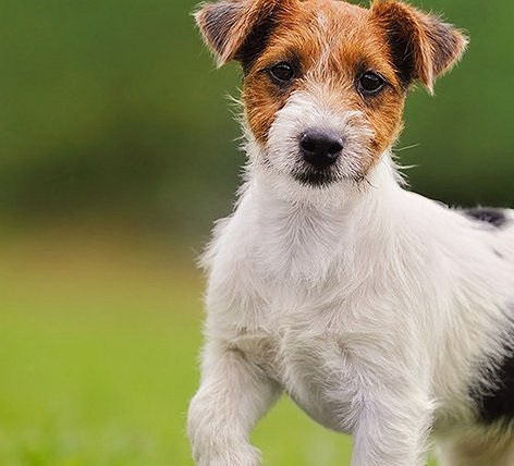 Portal Vendocão Filhote de Jack Russell Terrier - Vacinado e com Pedigree Teresina