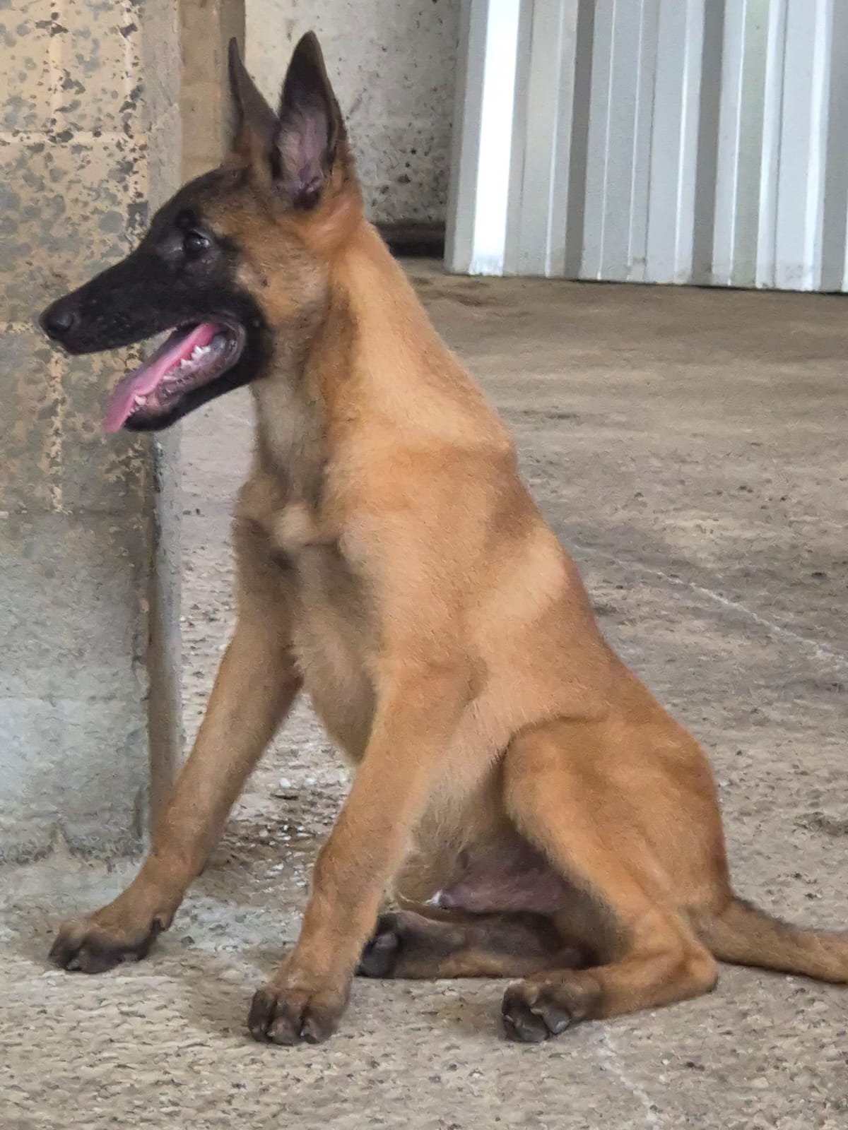 Pastor Belga Malinois disponíveis! - Foto 2