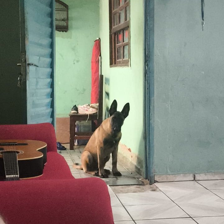 Filhote de 5 meses