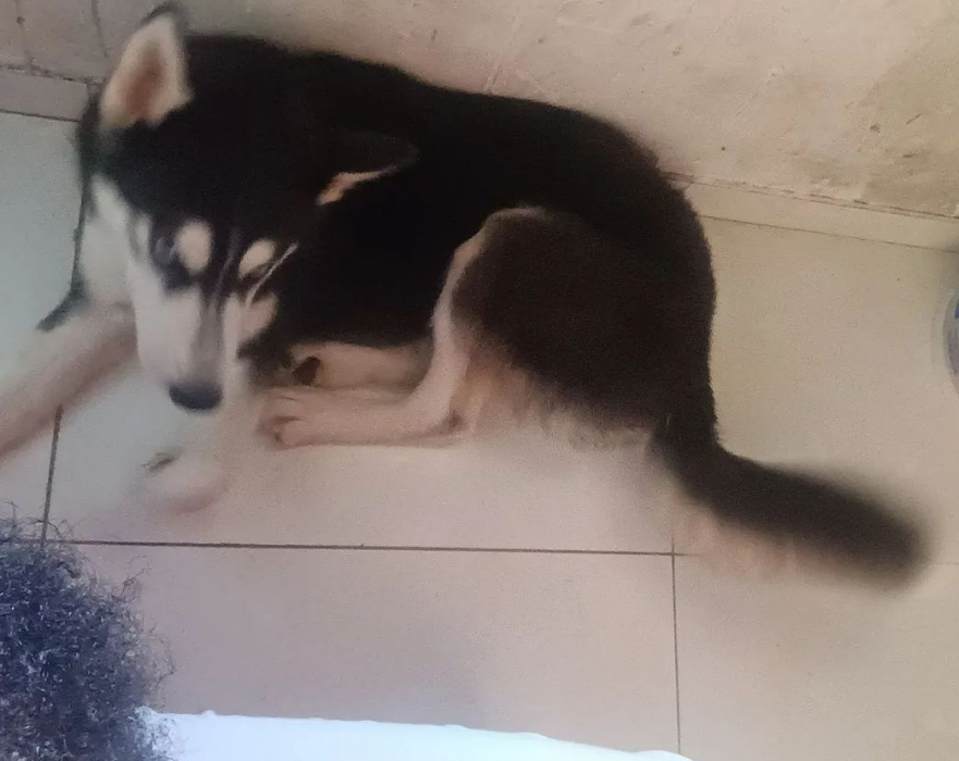 Portal Vendocão Husley siberiano  Salvador