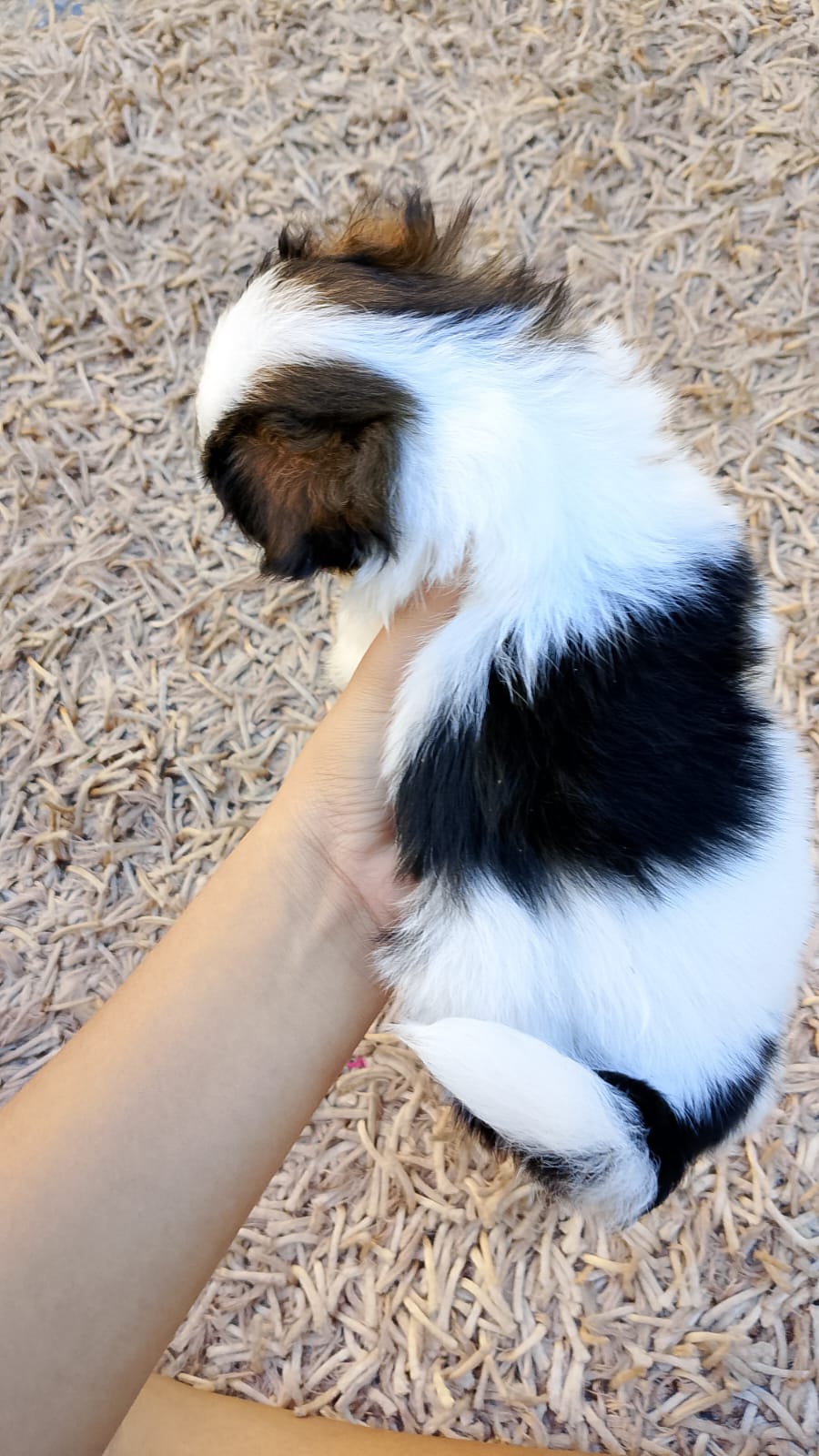 Portal Vendocão Filhote de shih tzu macho Belo Horizonte 