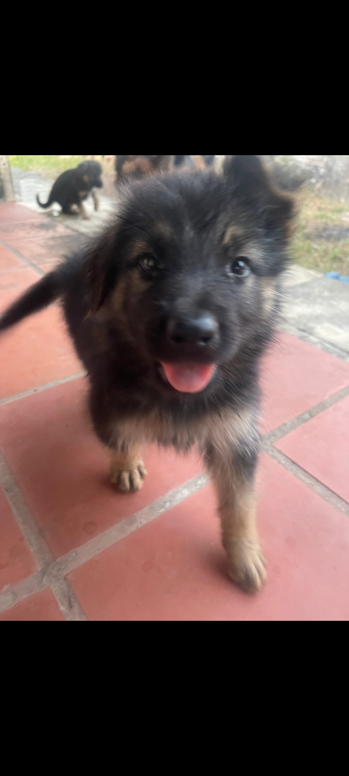 Portal Vendocão Cachorro pastor alemão Caucaia 