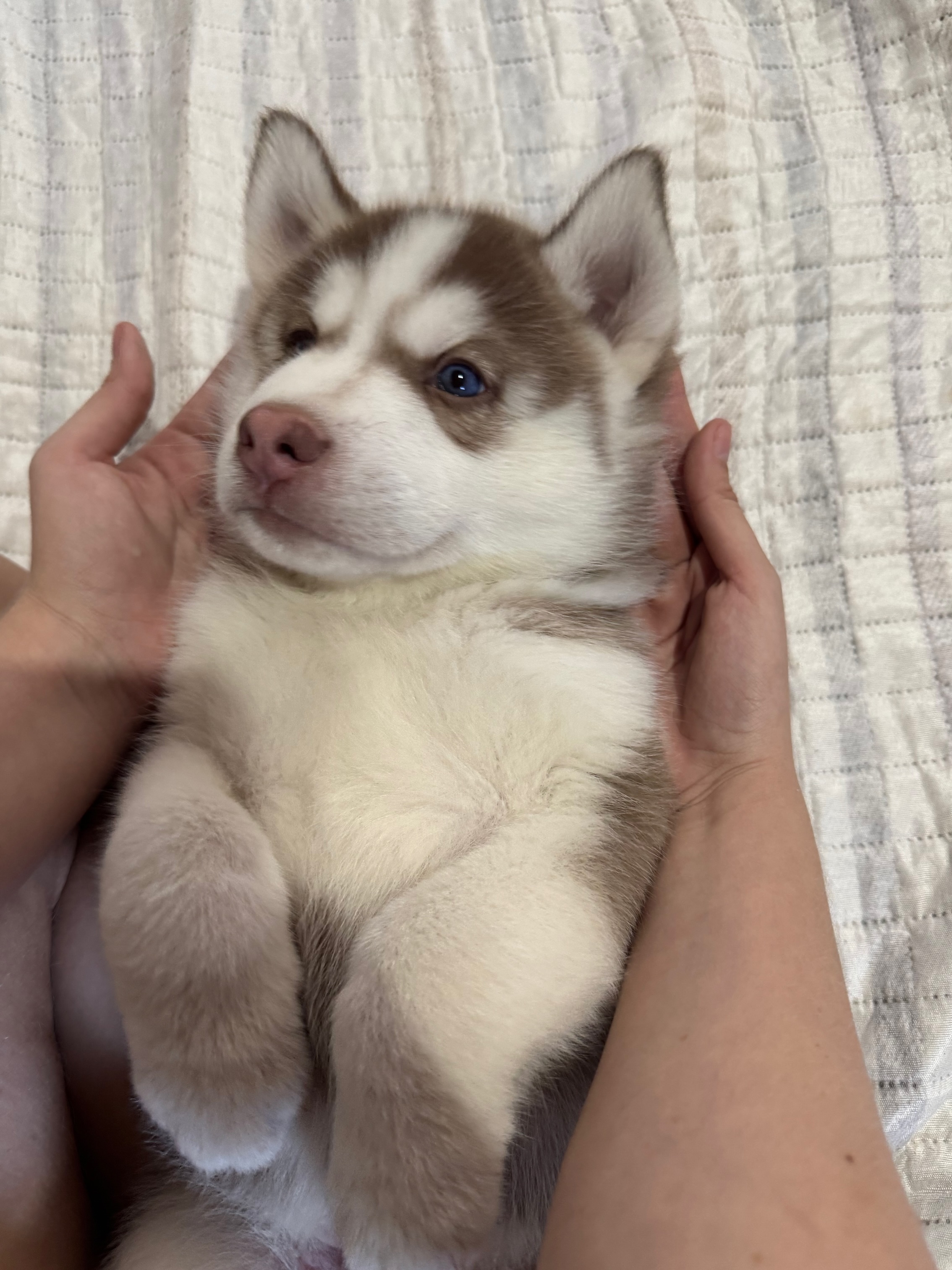 Portal Vendocão HUSKY SIBERIANO PURO São Luís 