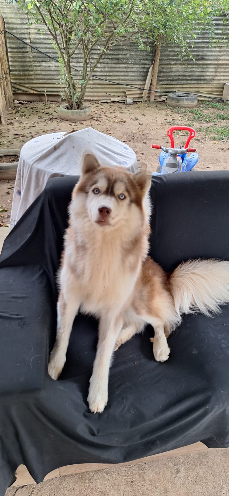 Portal Vendocão Filhote de husky siberiano , olhos azuis , já vermifugado Mar de Espanha
