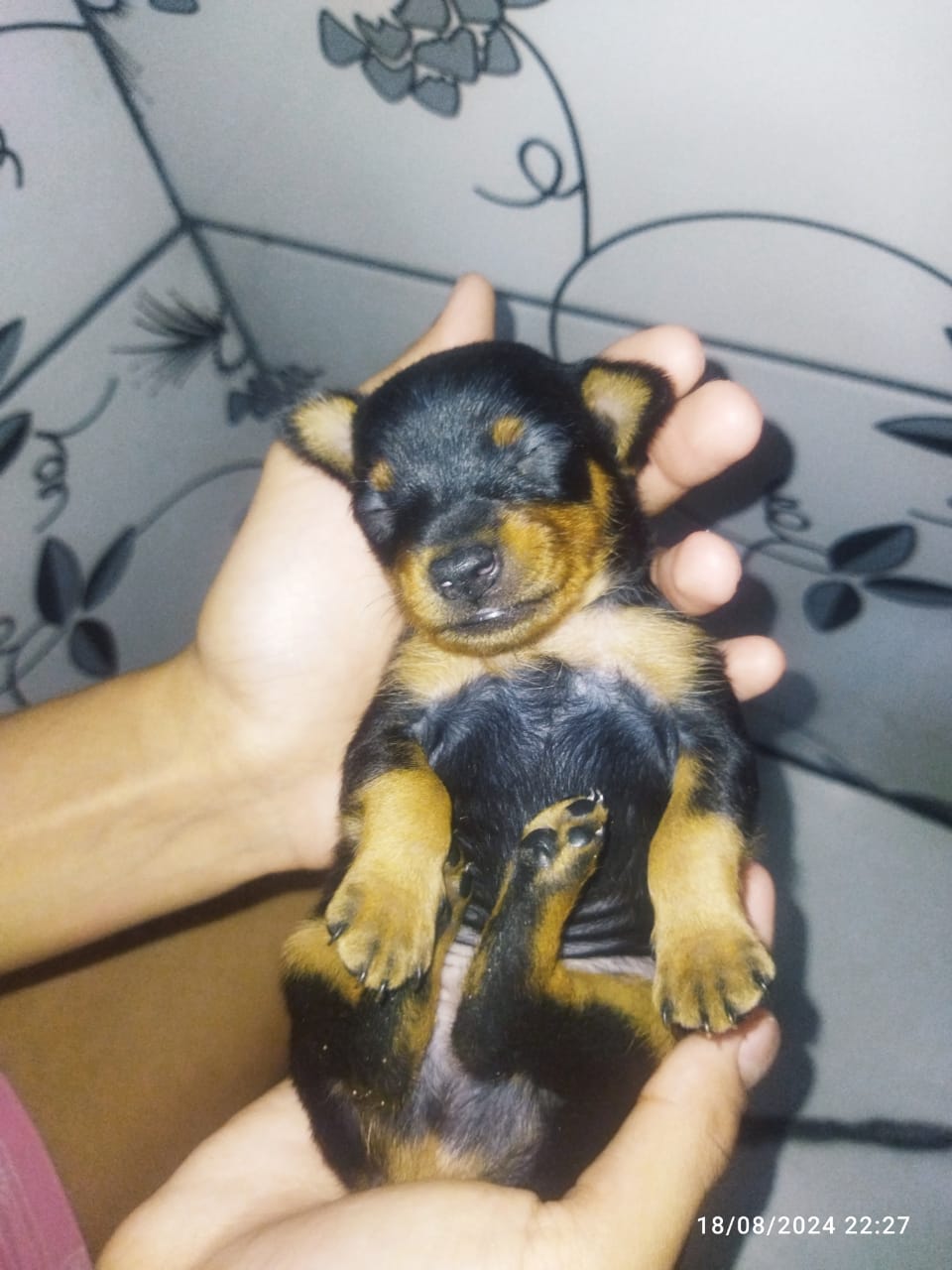 Portal Vendocão Animais Nova Iguaçu 