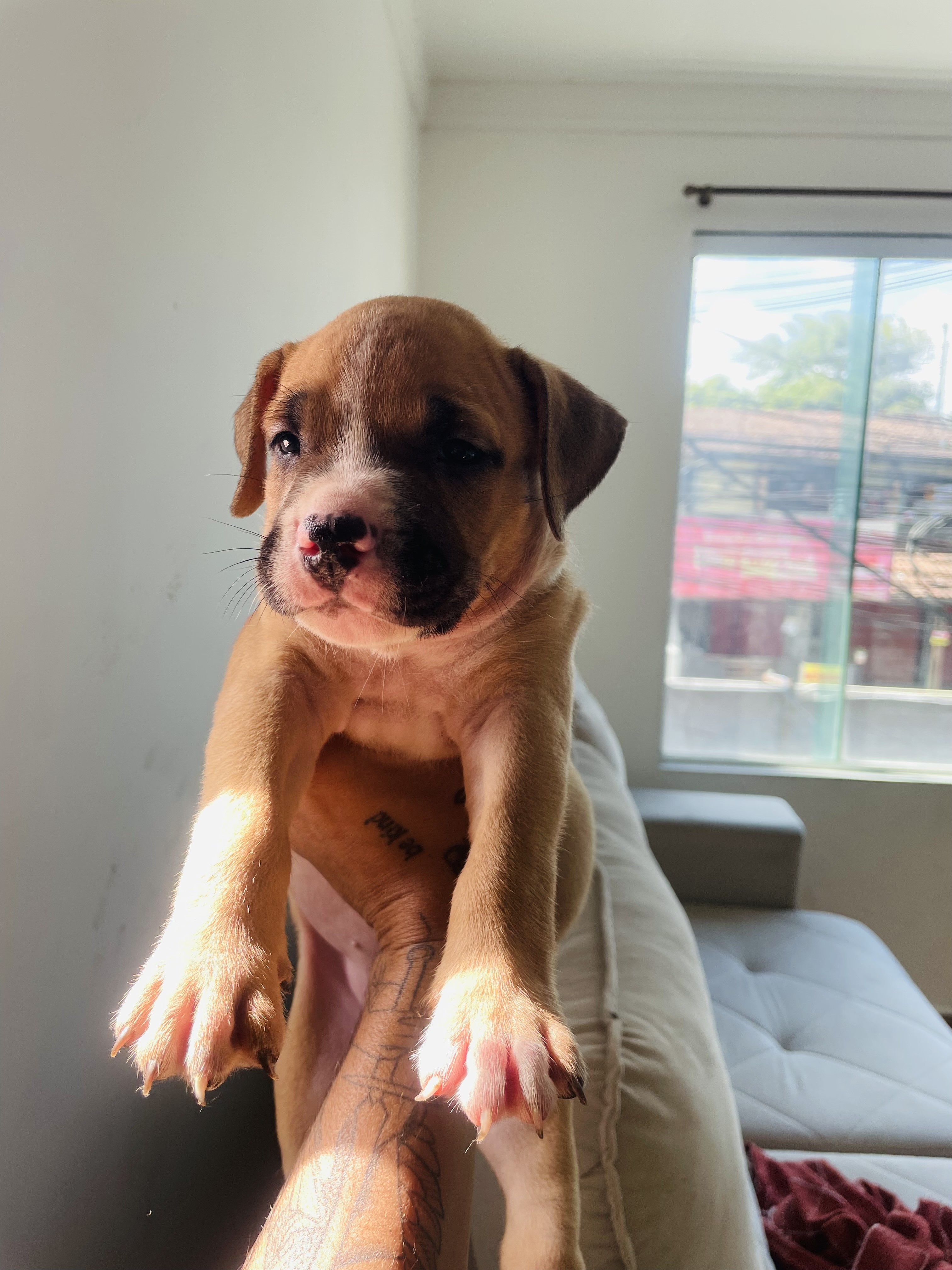 american bully - Foto 2