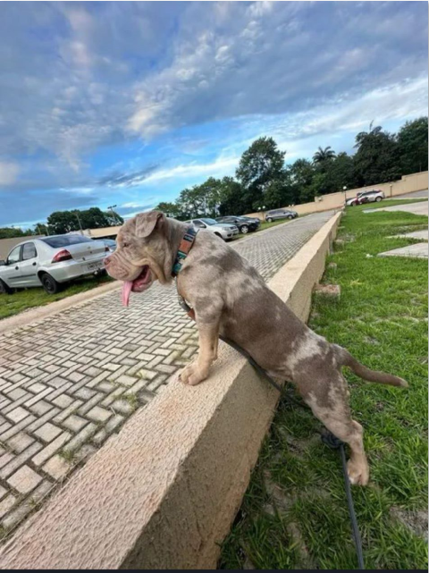 Portal Vendocão American Bully  Goiânia