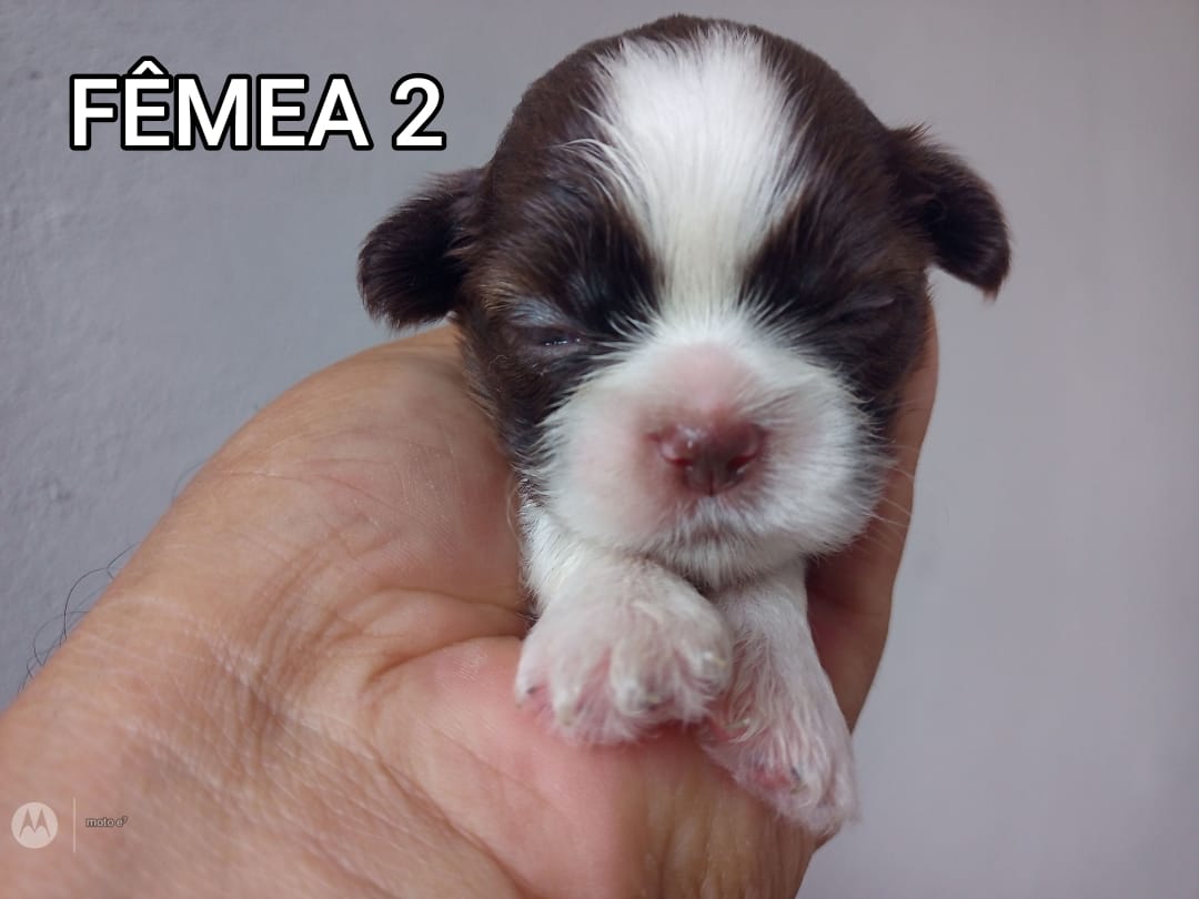 Portal Vendocão Macho da raça Shihtzu linhagem figado Belém