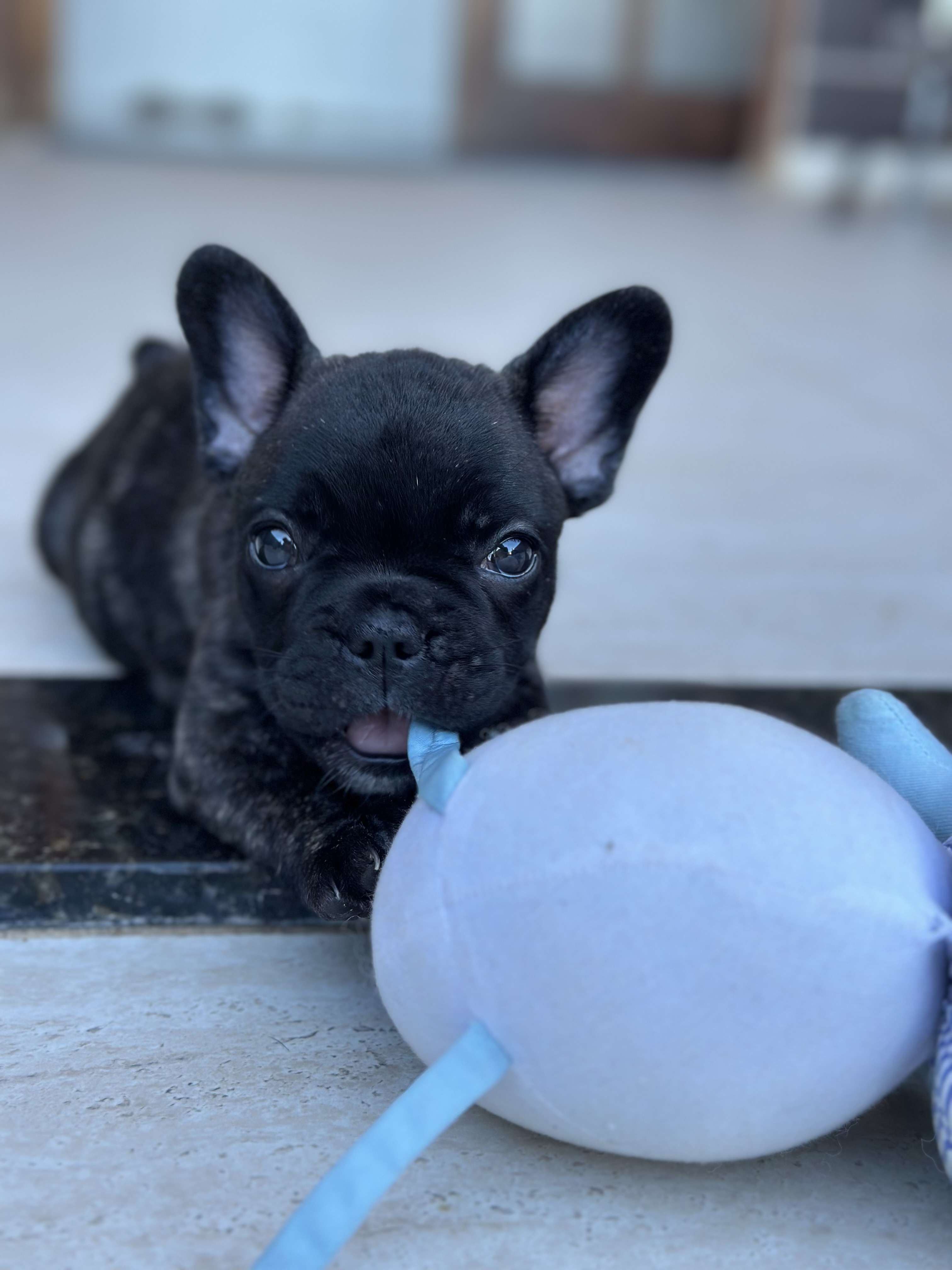 Portal Vendocão Bulldog Francês  Fortaleza