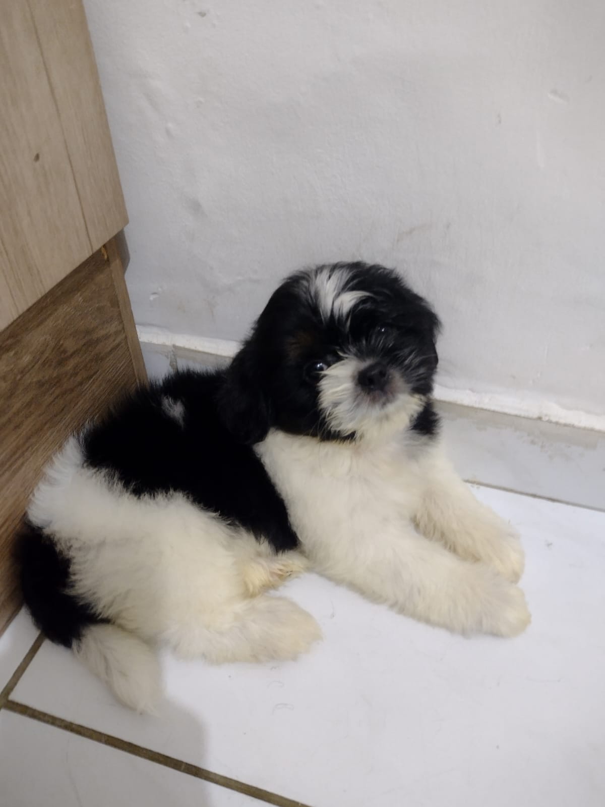 Portal Vendocão Shih Tzu Fortaleza