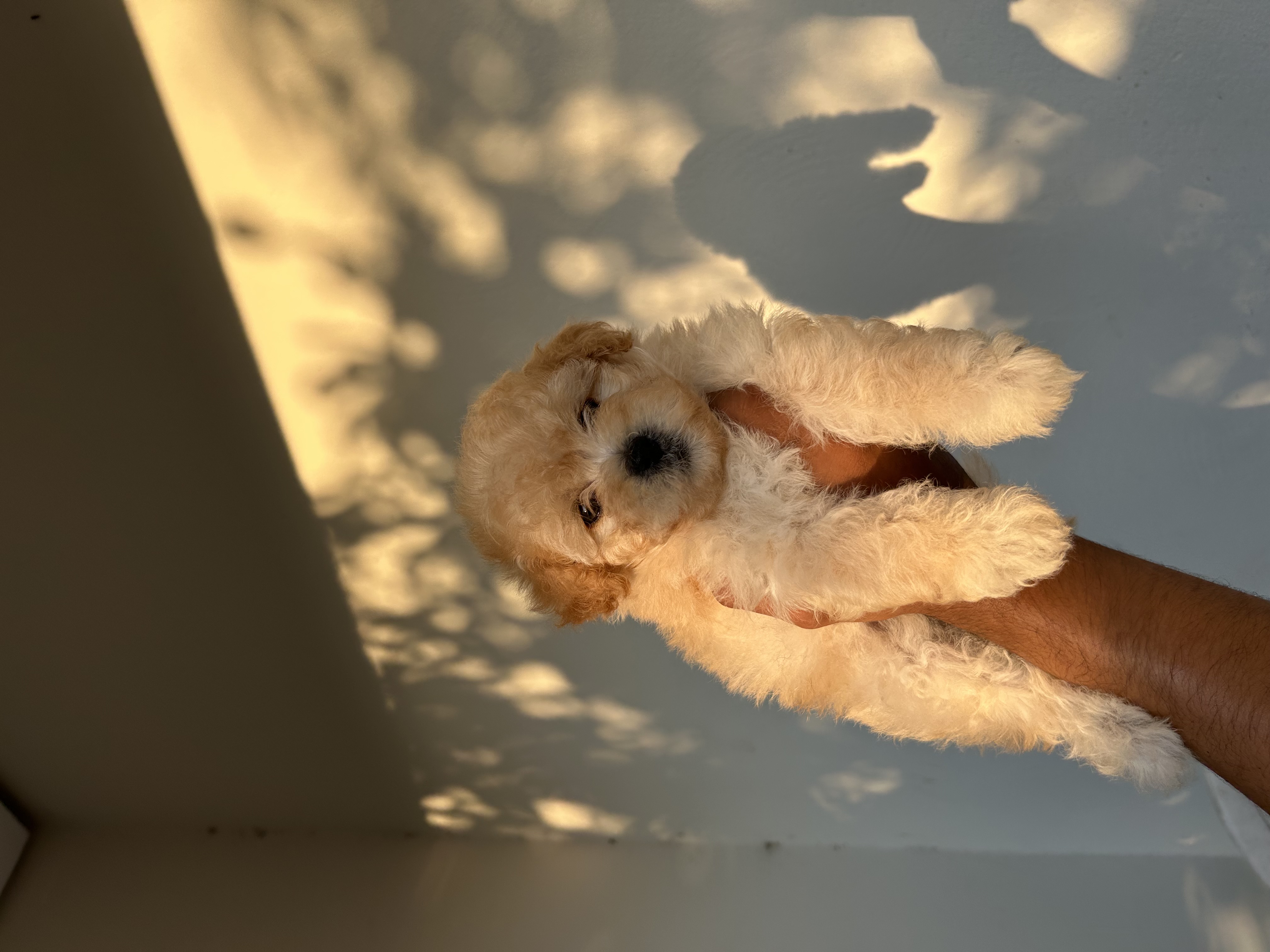 Portal Vendocão Poodle Toy Teresina