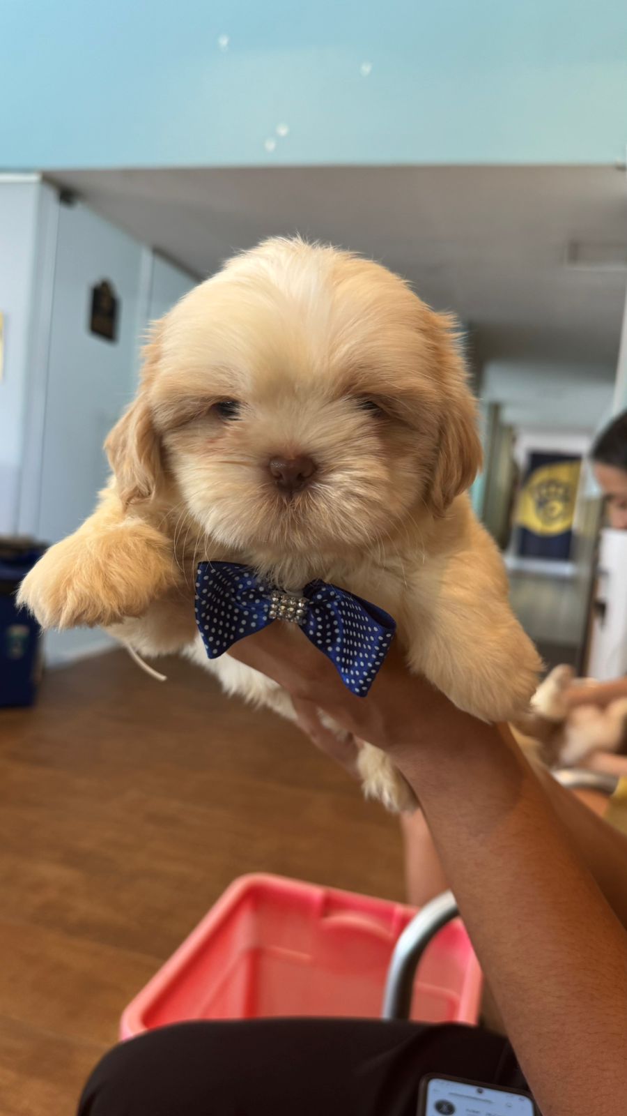 Promoção de filhote de Shih Tzu - Foto 3