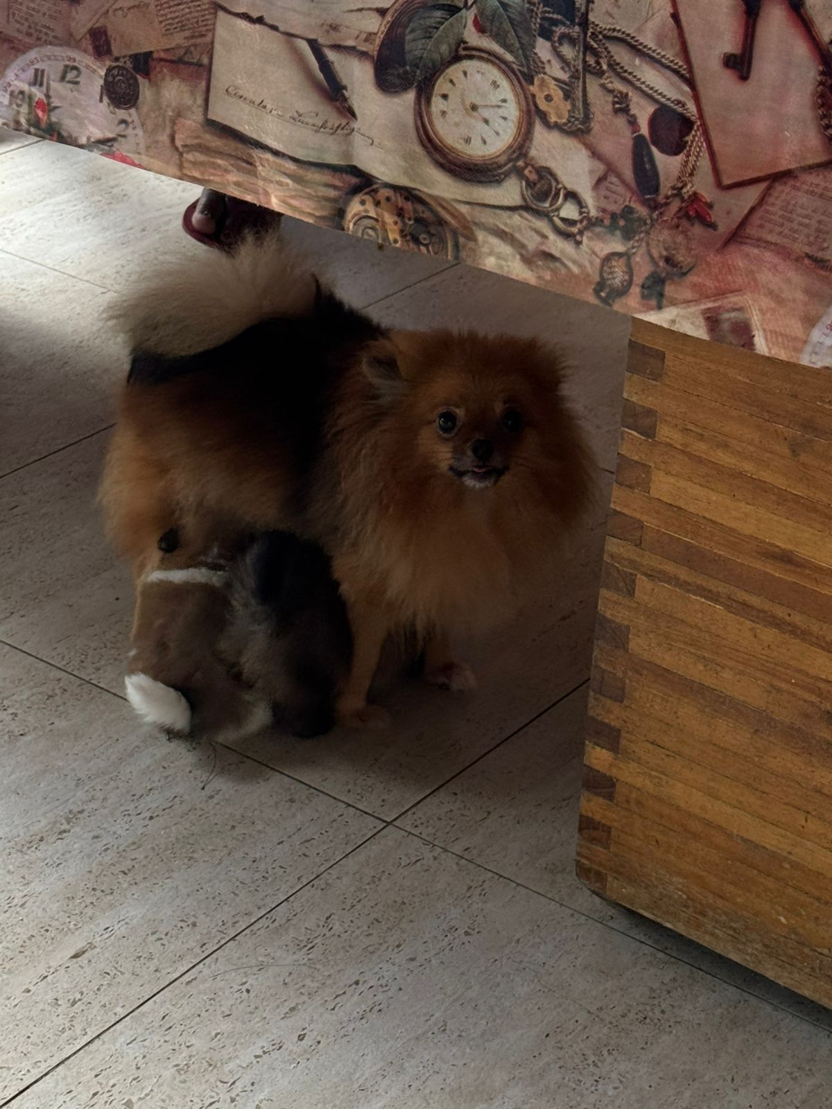 Spitz alemão filhotes - Foto 4