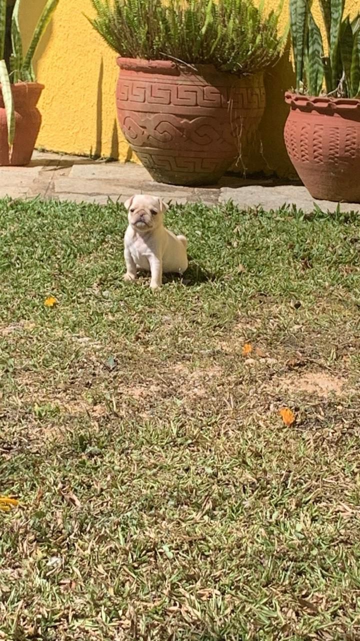 Portal Vendocão Filhotes de Pug (Leia Descrição) Rio de Janeiro