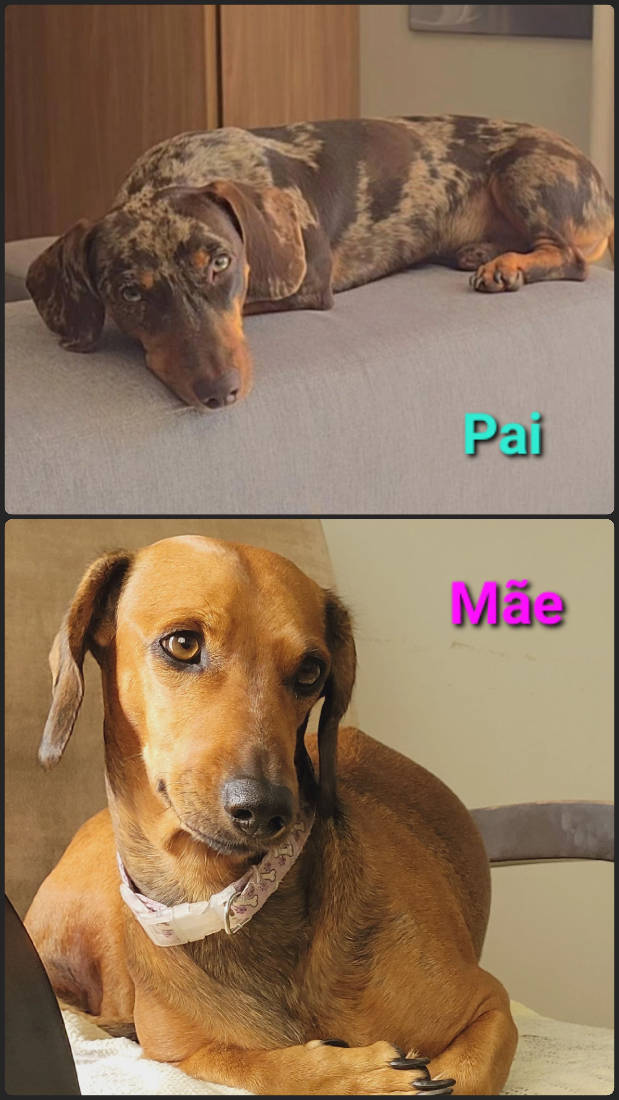 Vendo filhotes de Dachshund (sansicha) - Foto 2