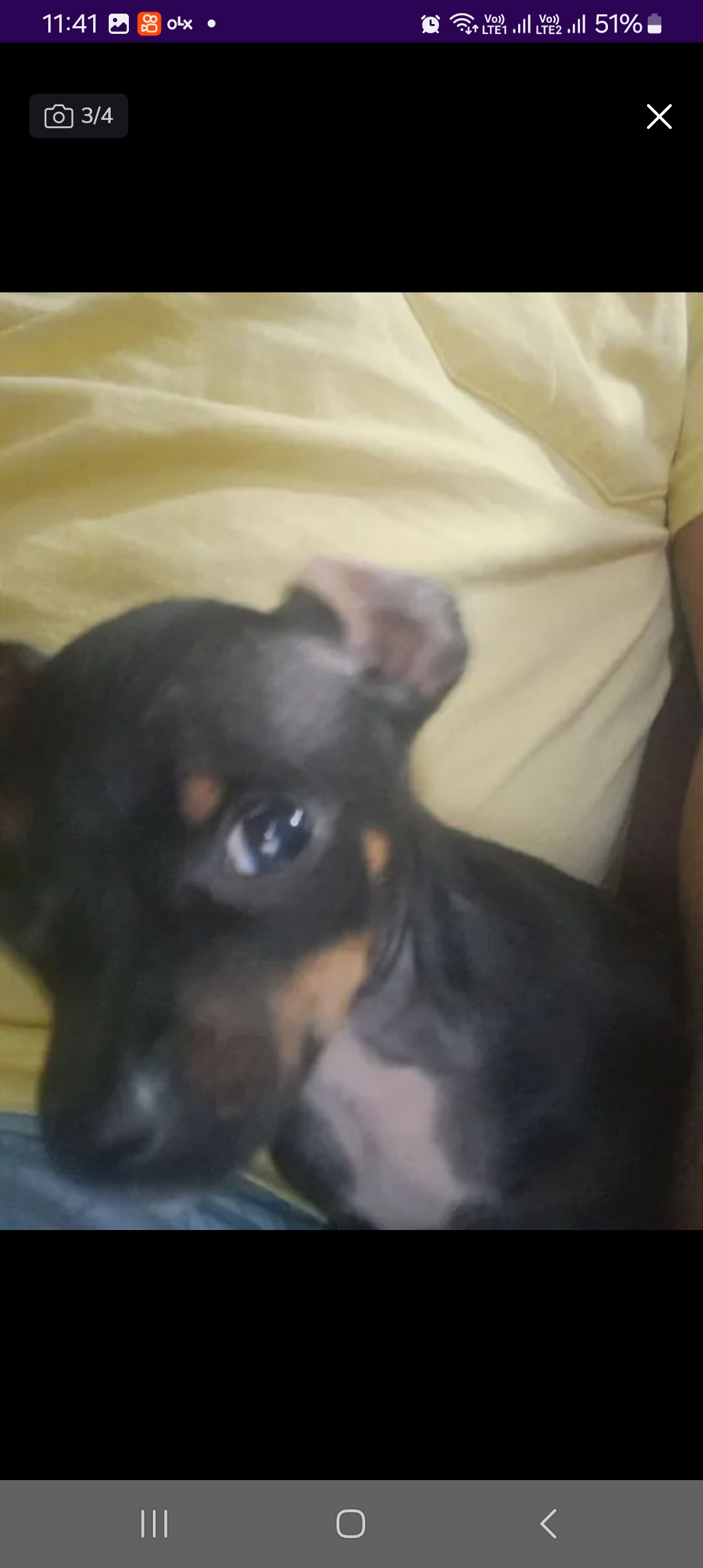 filhotes de Pinscher Ponta grossa 