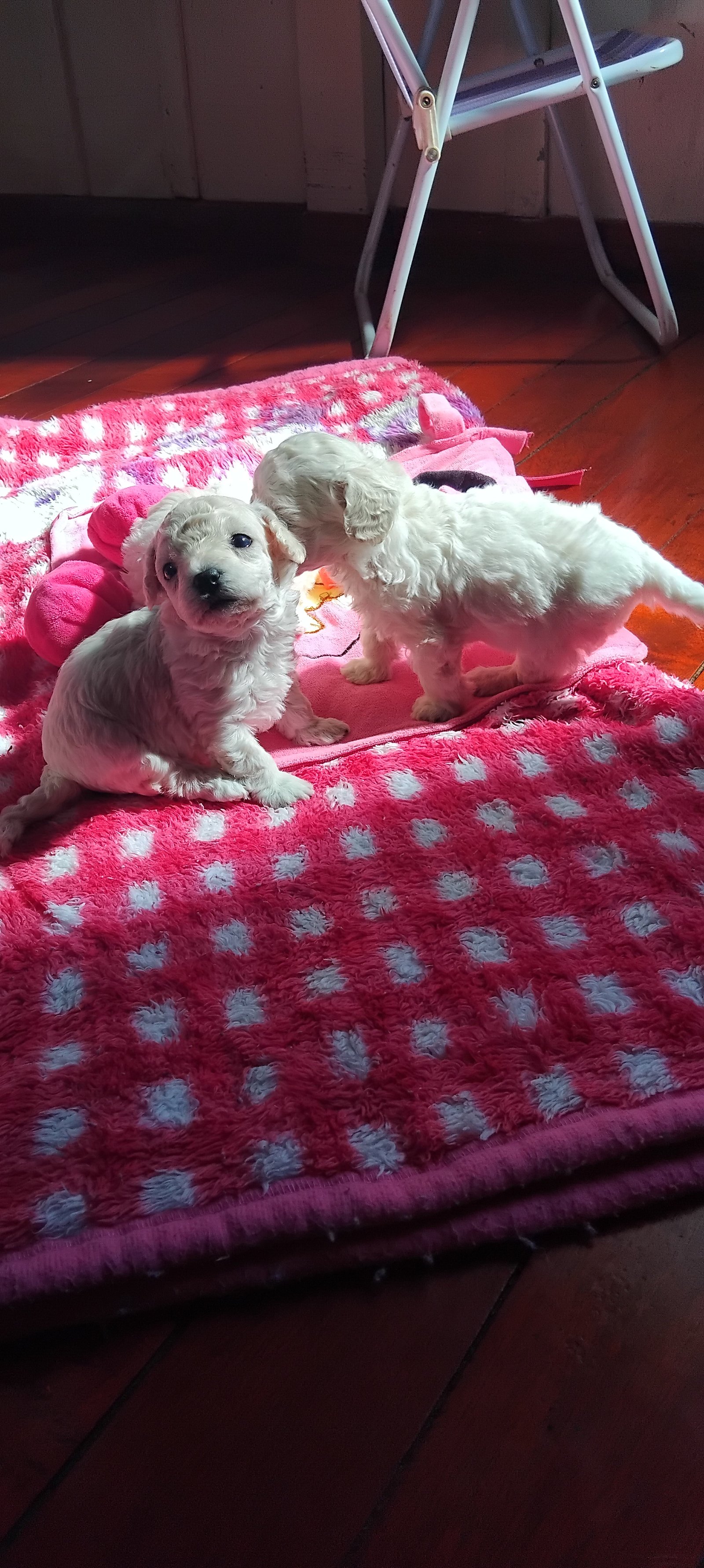 Filhote de poodle