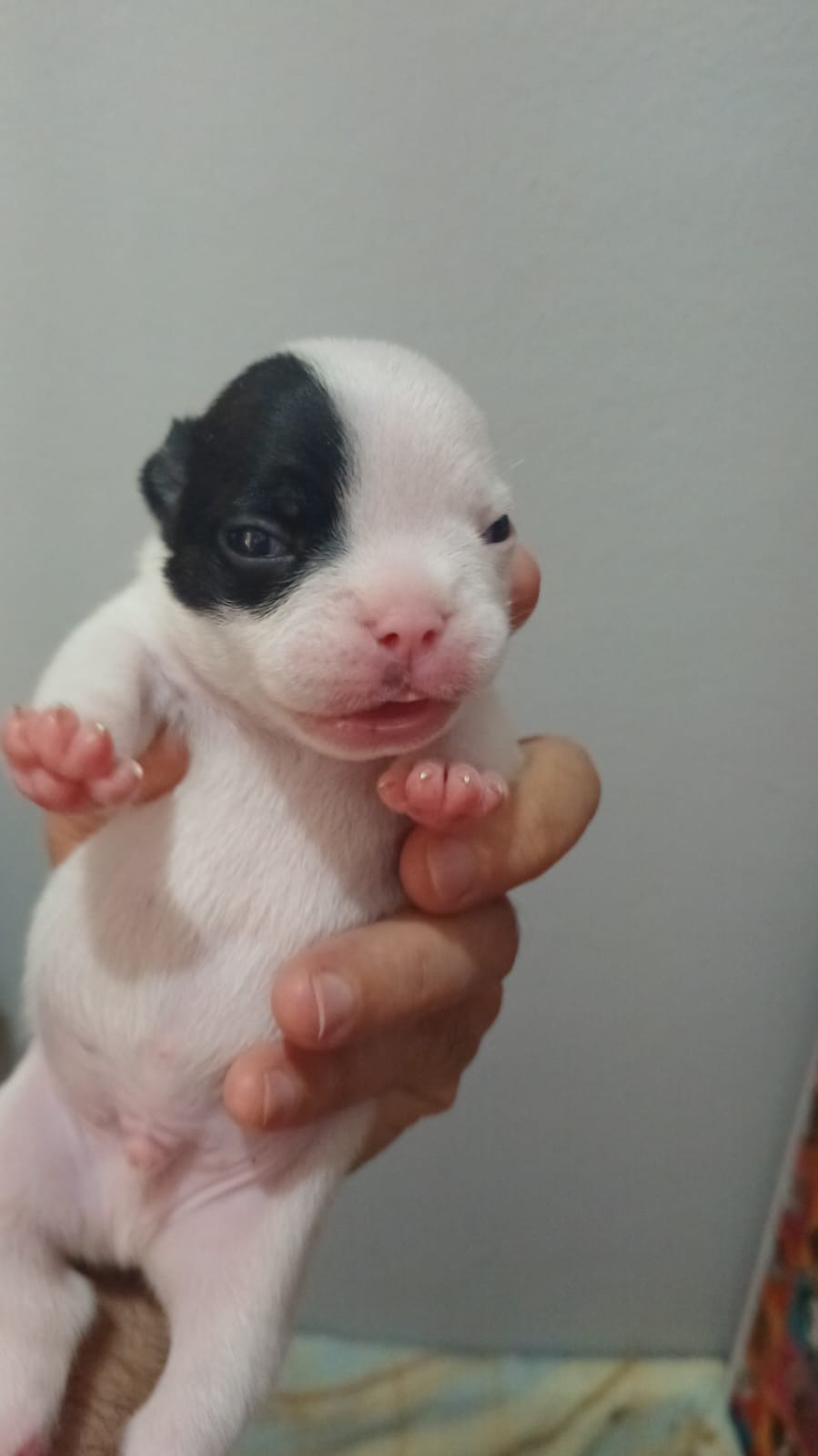 Buldogue Francês - Foto 3
