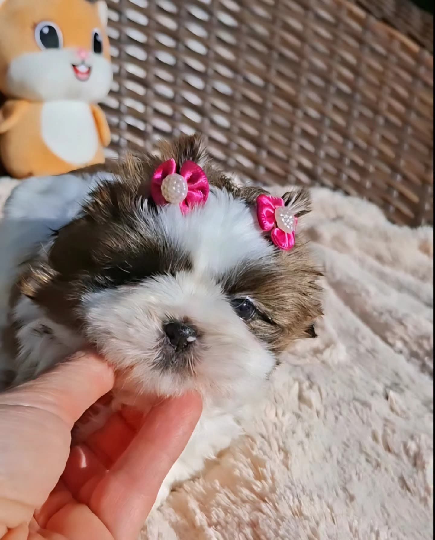 Filhotes de shih tzu - Foto 4