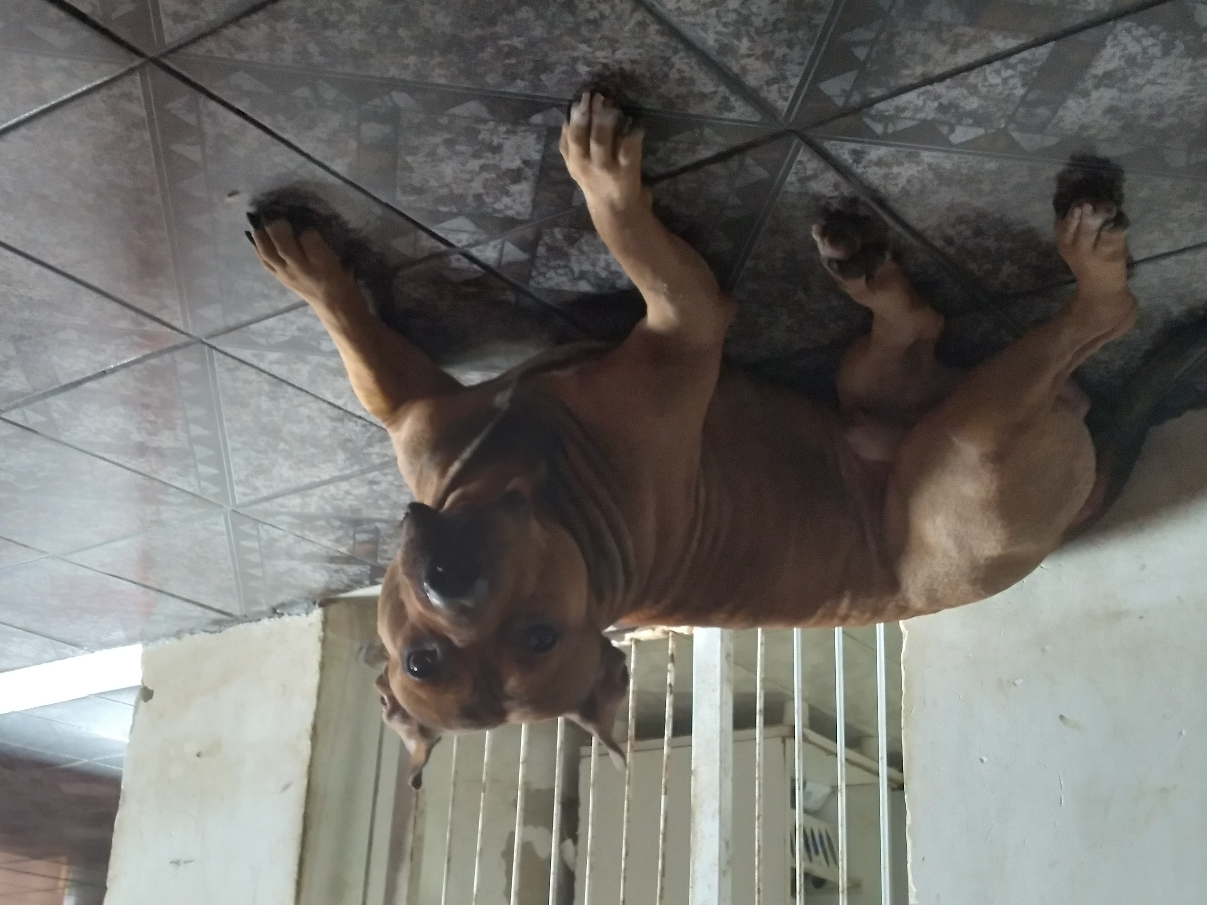 Portal Vendocão Venda de cachorro pitbull  Salvador-Bahia 