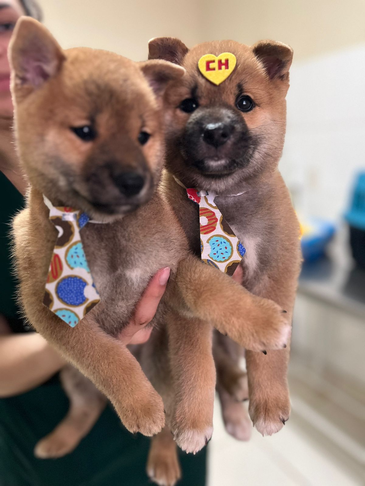 Portal Vendocão Filhote de Shiba inu Brasília