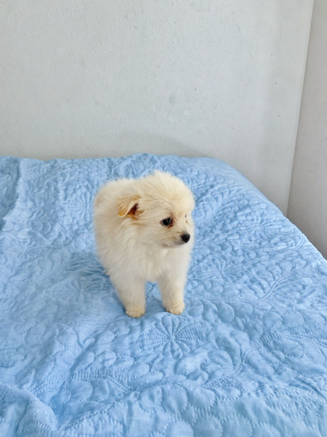 Spitz alemão macho  - Foto 3