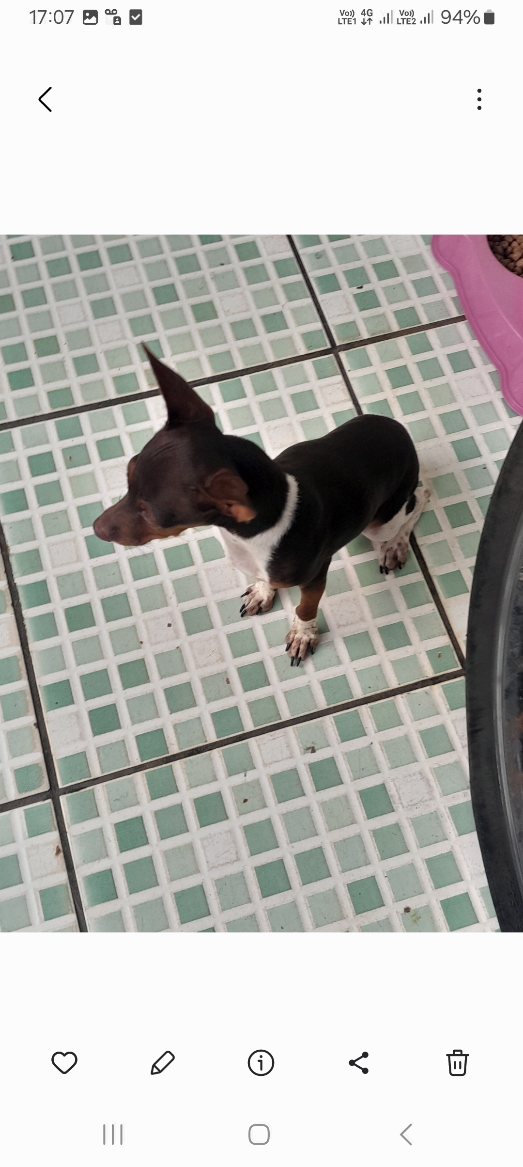 Portal Vendocão Cachorro vendo lindo e dócil  Uberlândia 