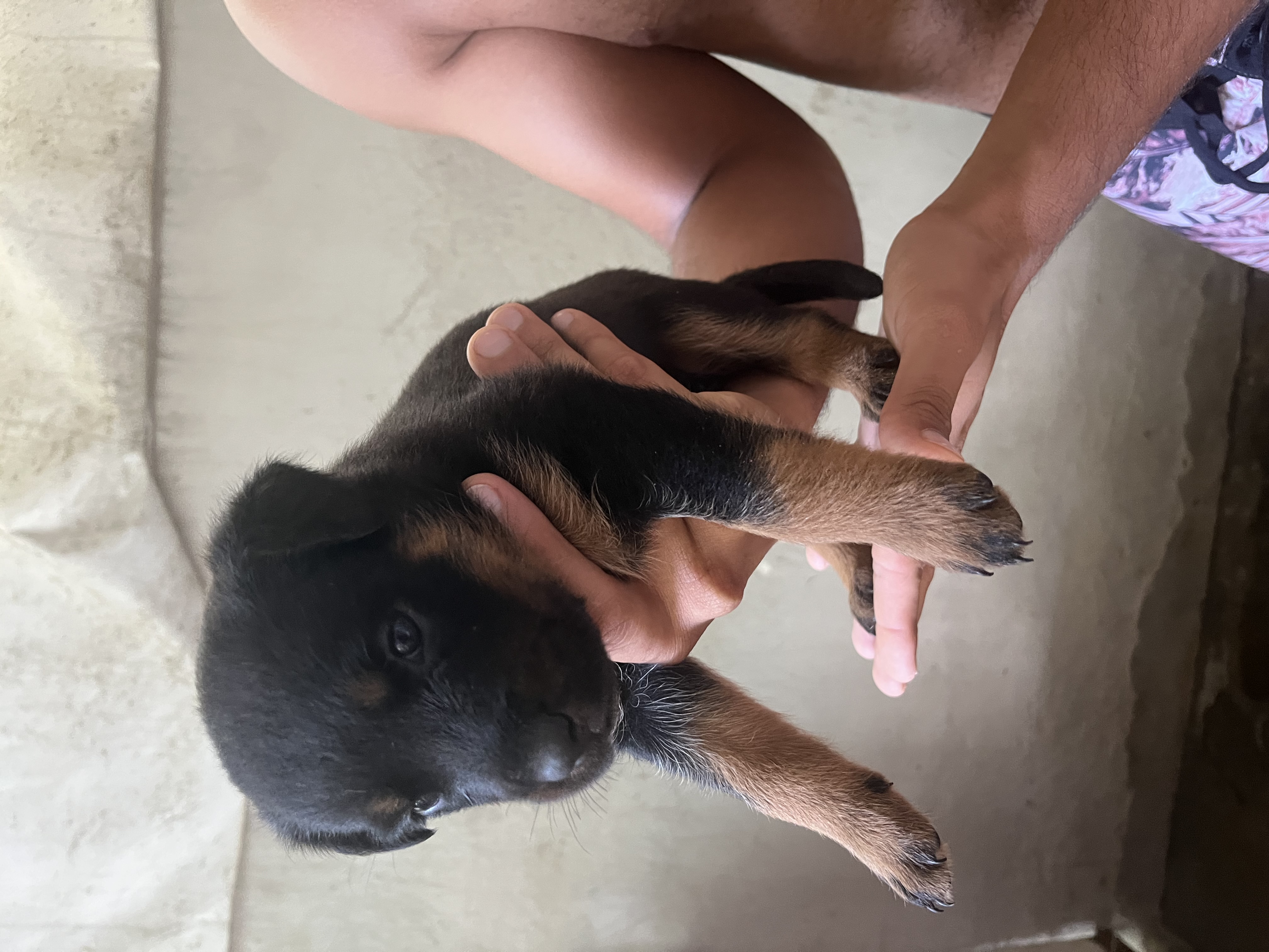 Portal Vendocão Filhotes de rottweiler ( fêmea ) Jaboatão dos Guararapes 
