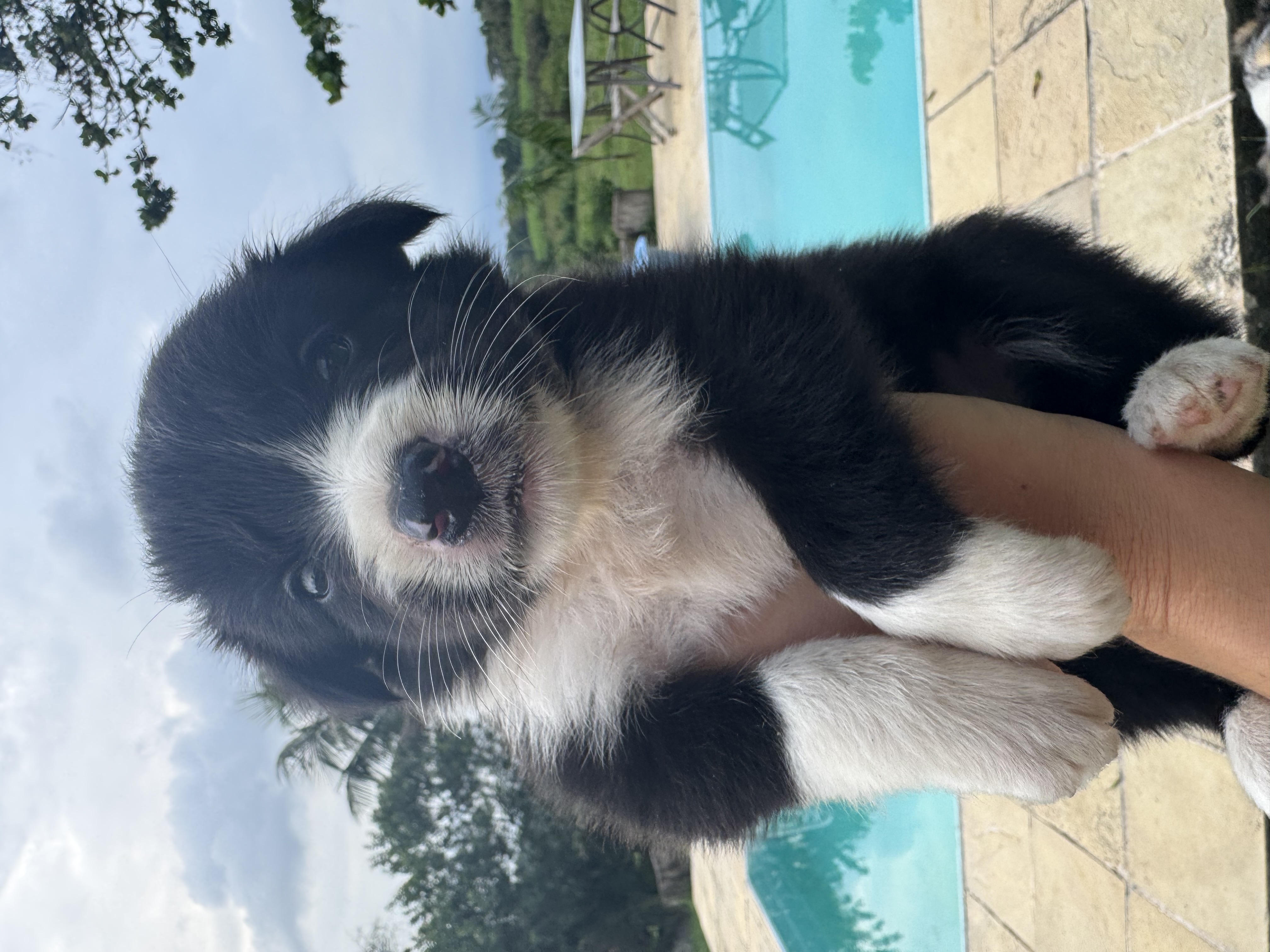 Portal Vendocão Filhote fêmea Border Collie preto e branco  Niteroi