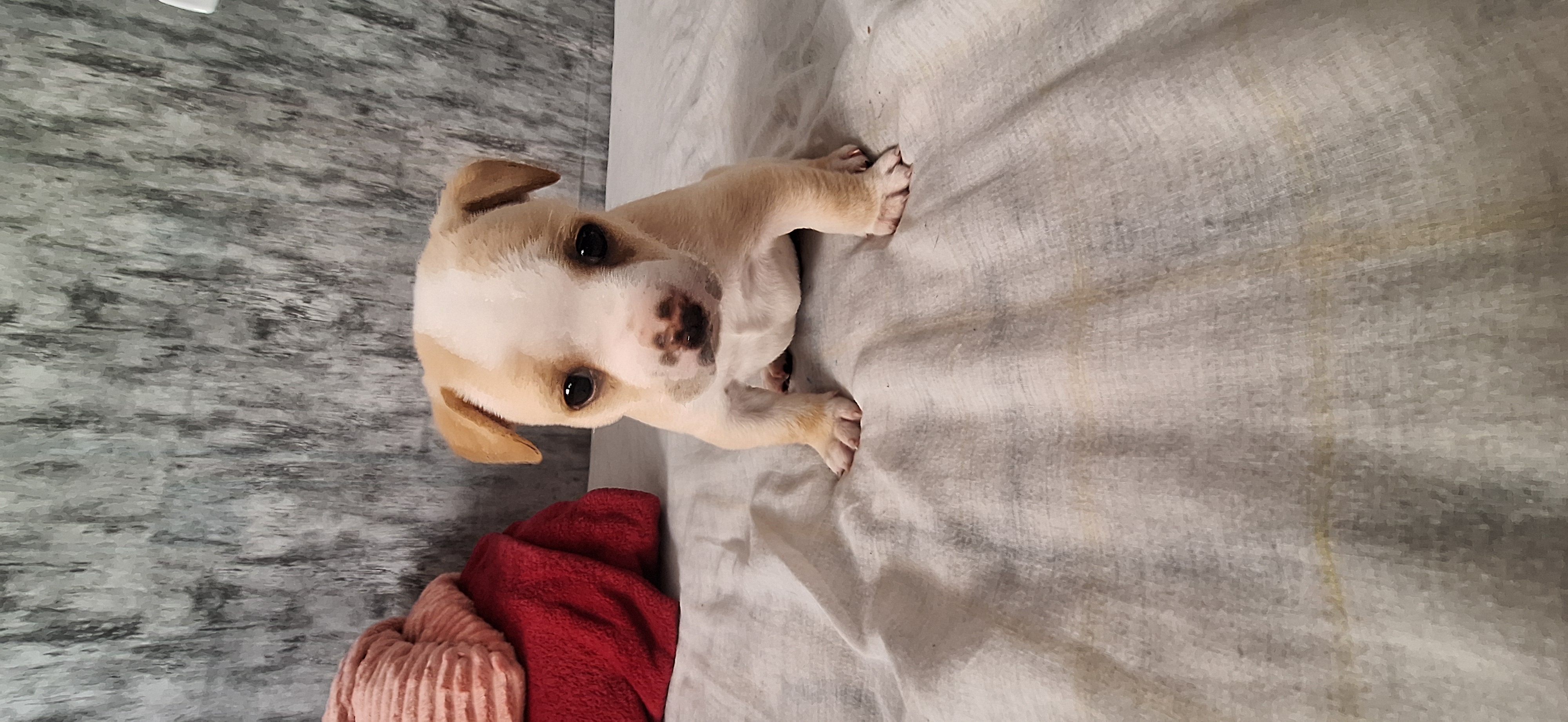 Portal Vendocão Vendo filhote de american bully pocket  Curitiba 
