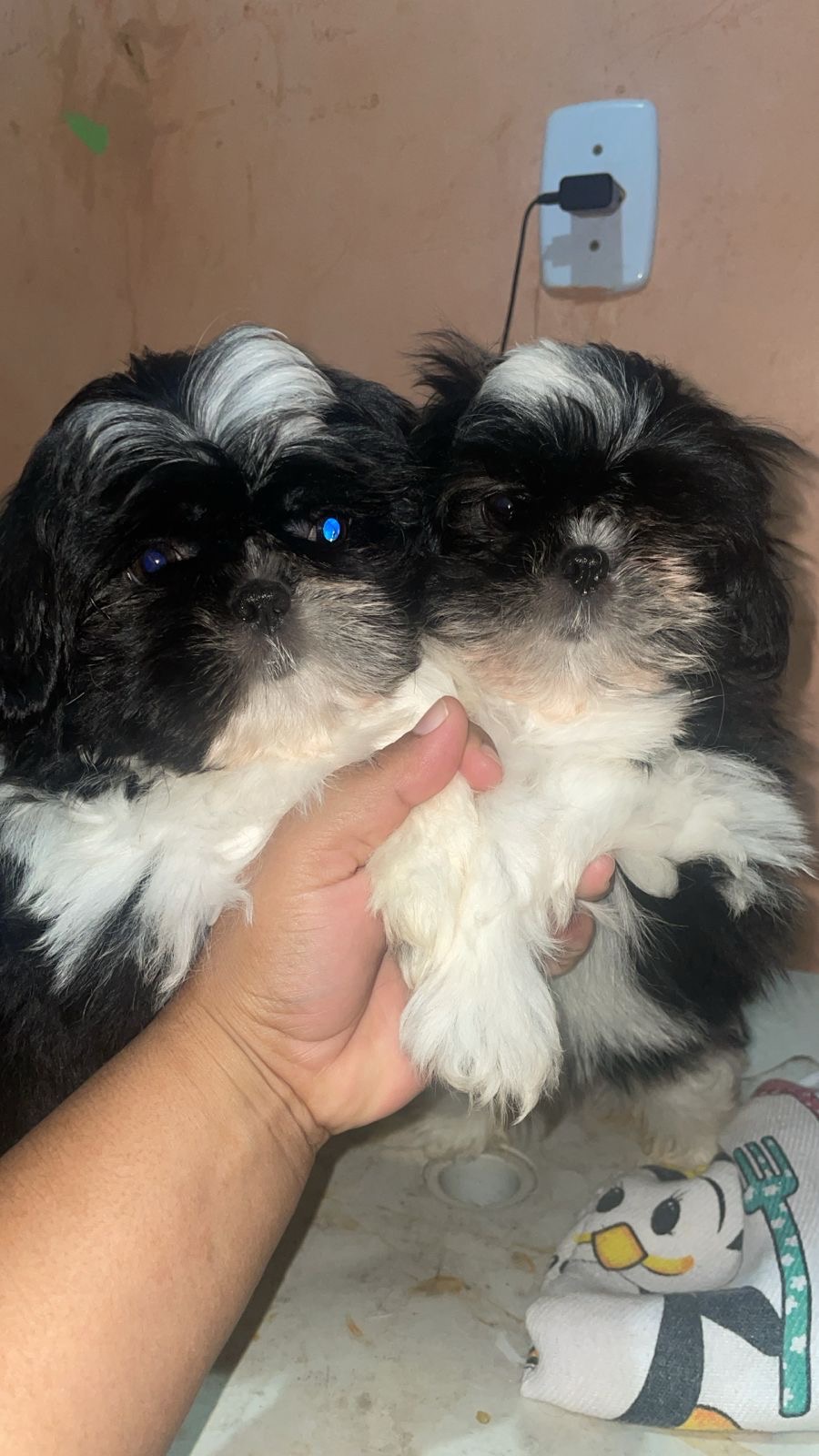 Portal Vendocão Filhotes de shih tzu fêmeas 2 meses  Manaus 