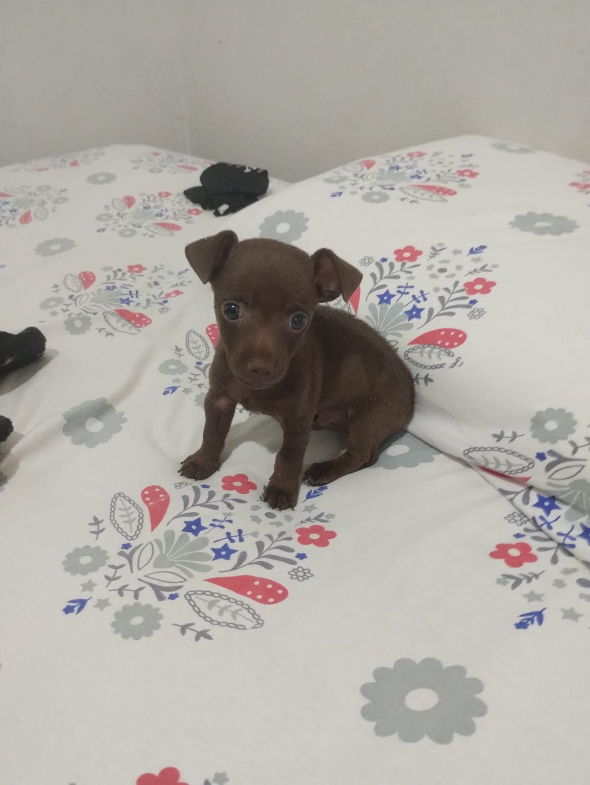 Portal Vendocão Filhote macho de Pinscher Chocolate  Gurupi