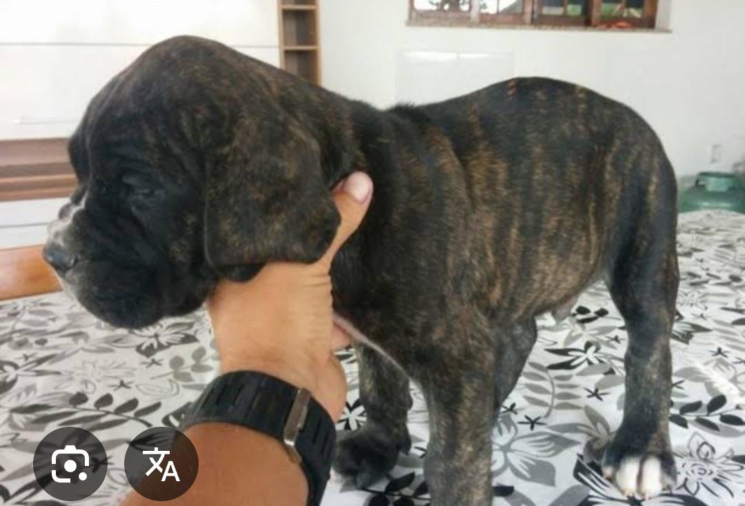 Cane corso