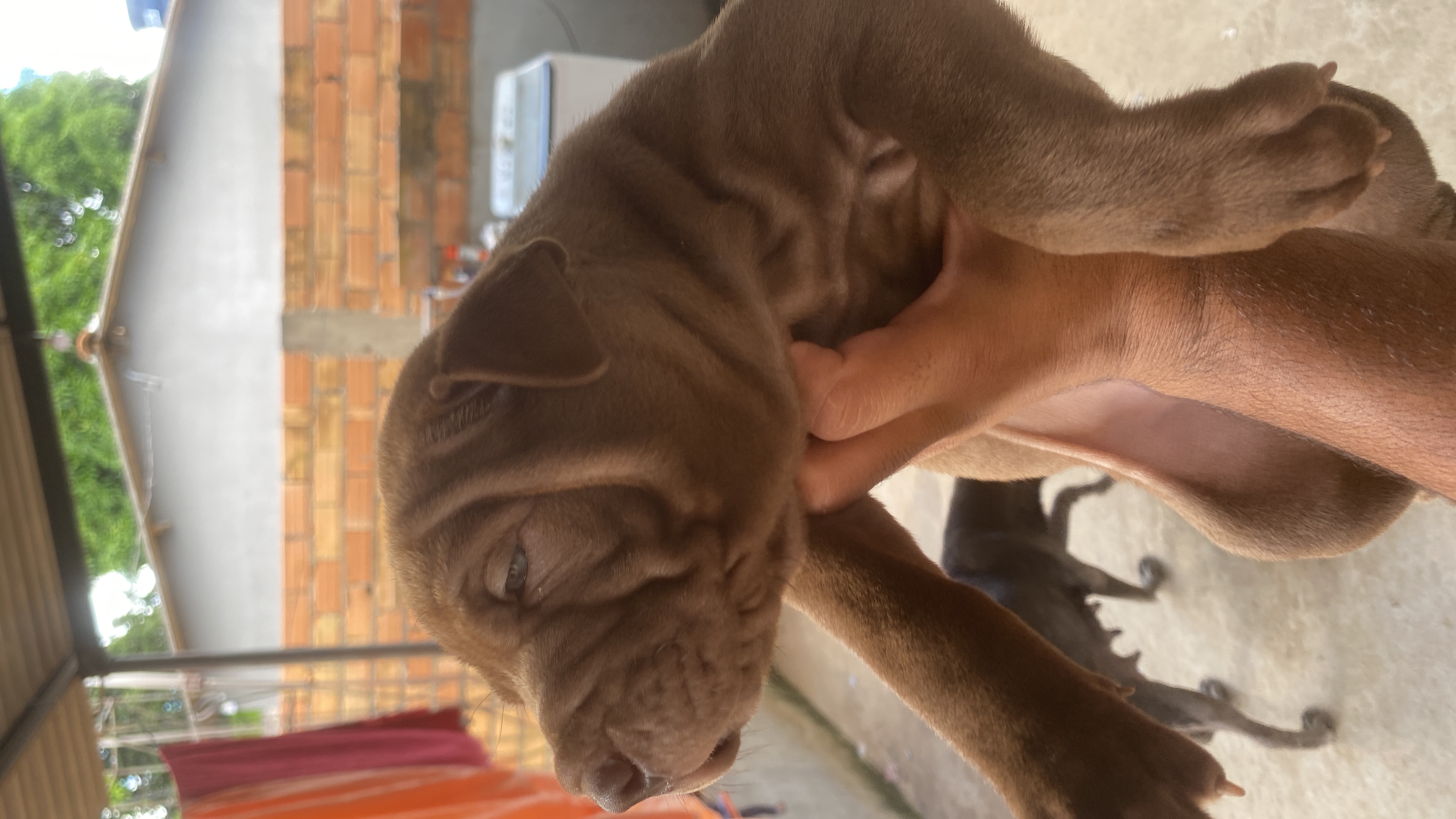 Portal Vendocão Filhotes de shapei Goiânia 