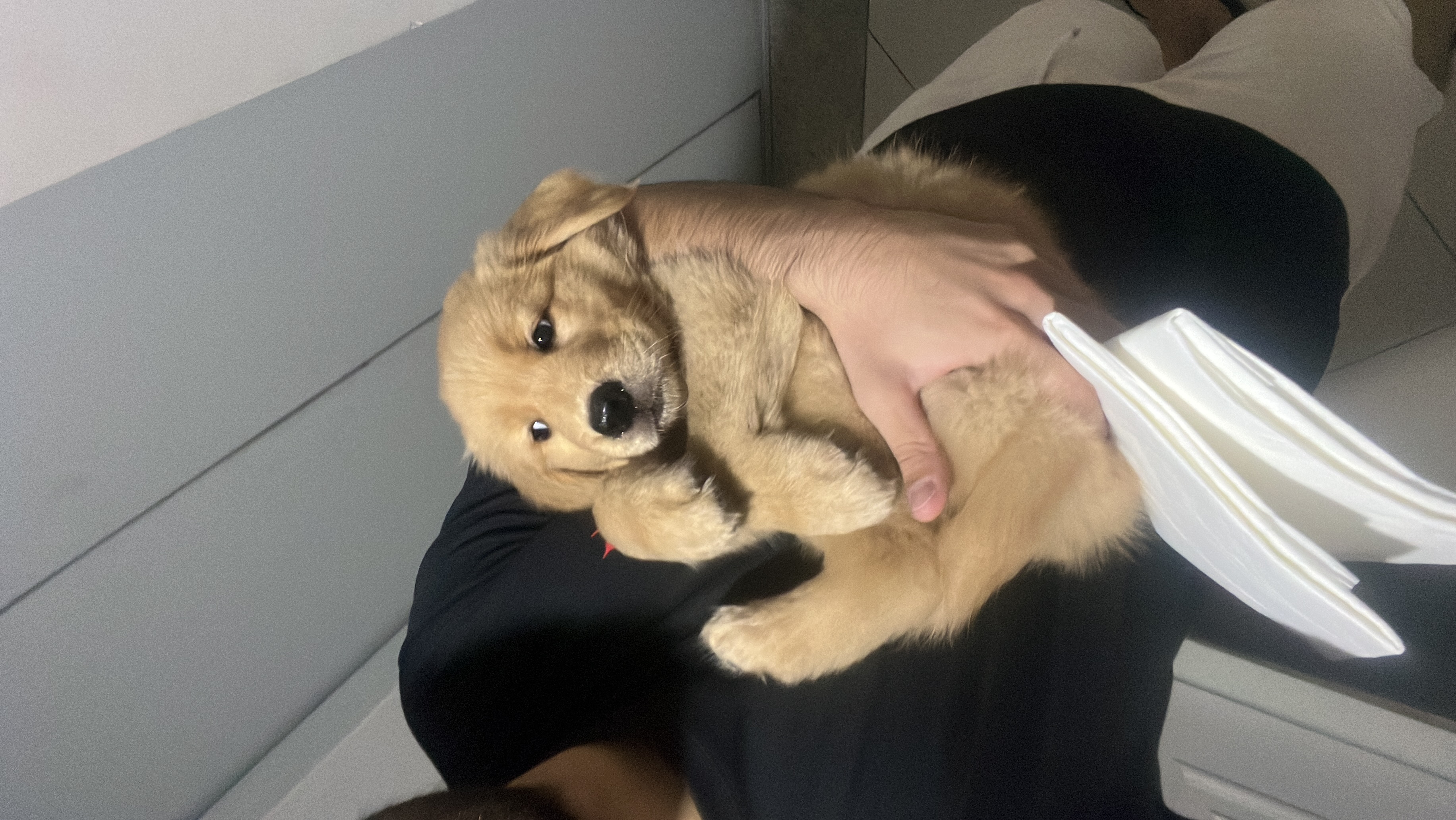 Golden Retriever - Foto 3