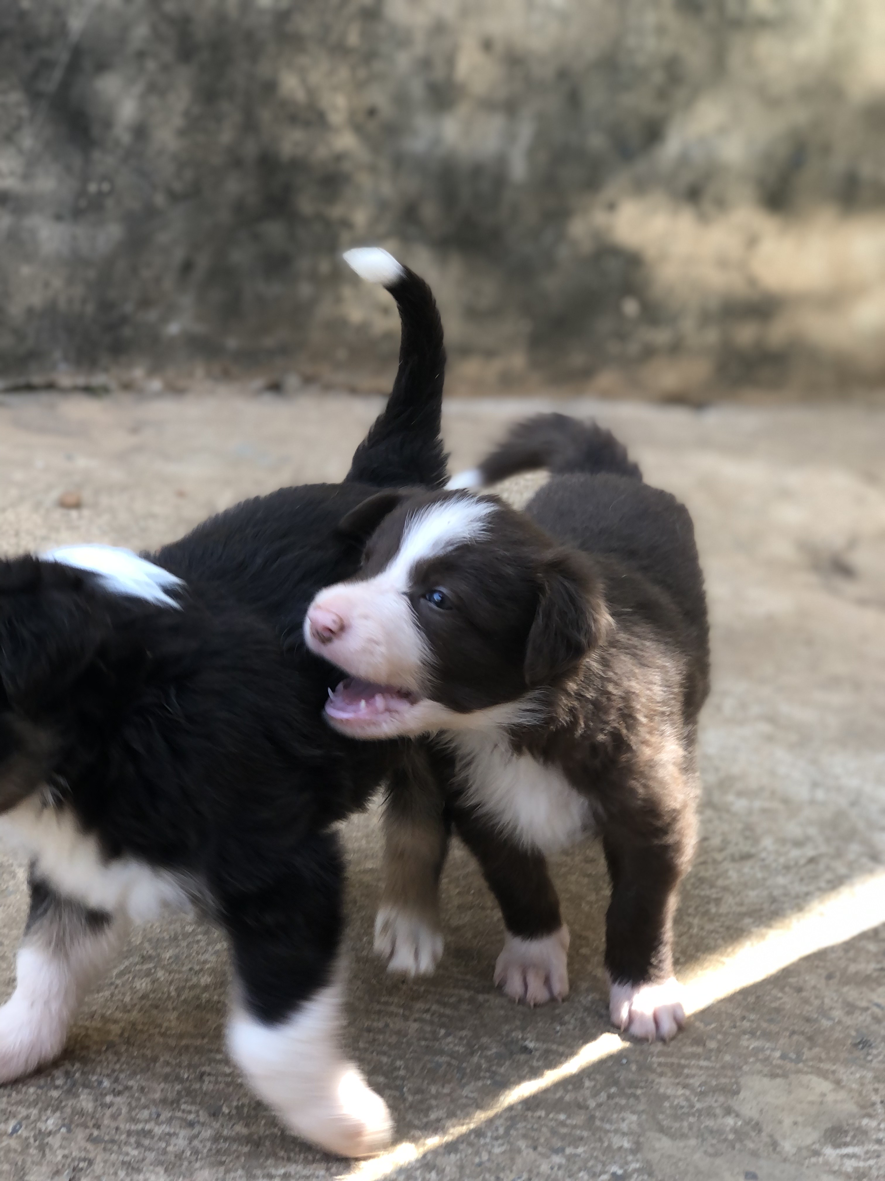 Filhotes de Border Collie - Foto 4