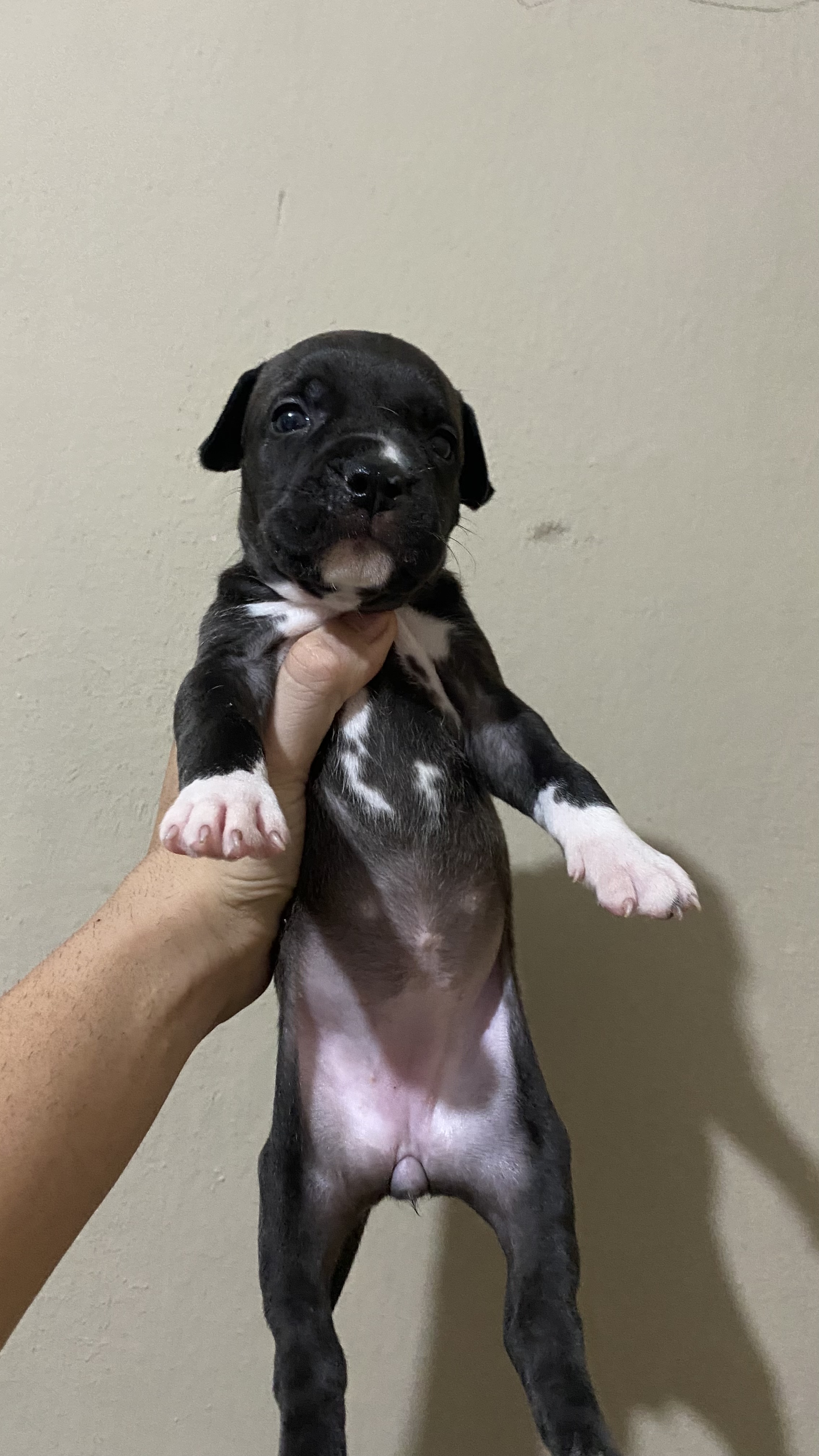 FILHOTES DE PITMONSTER DISPONÍVEIS - Foto 1