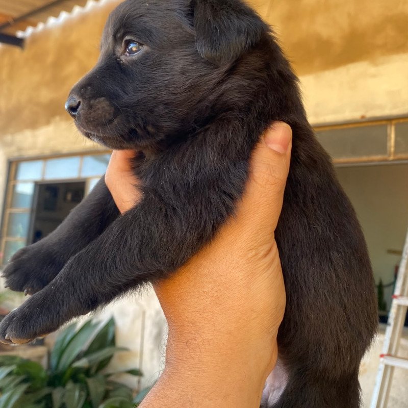 Vendo filhotes de labrador