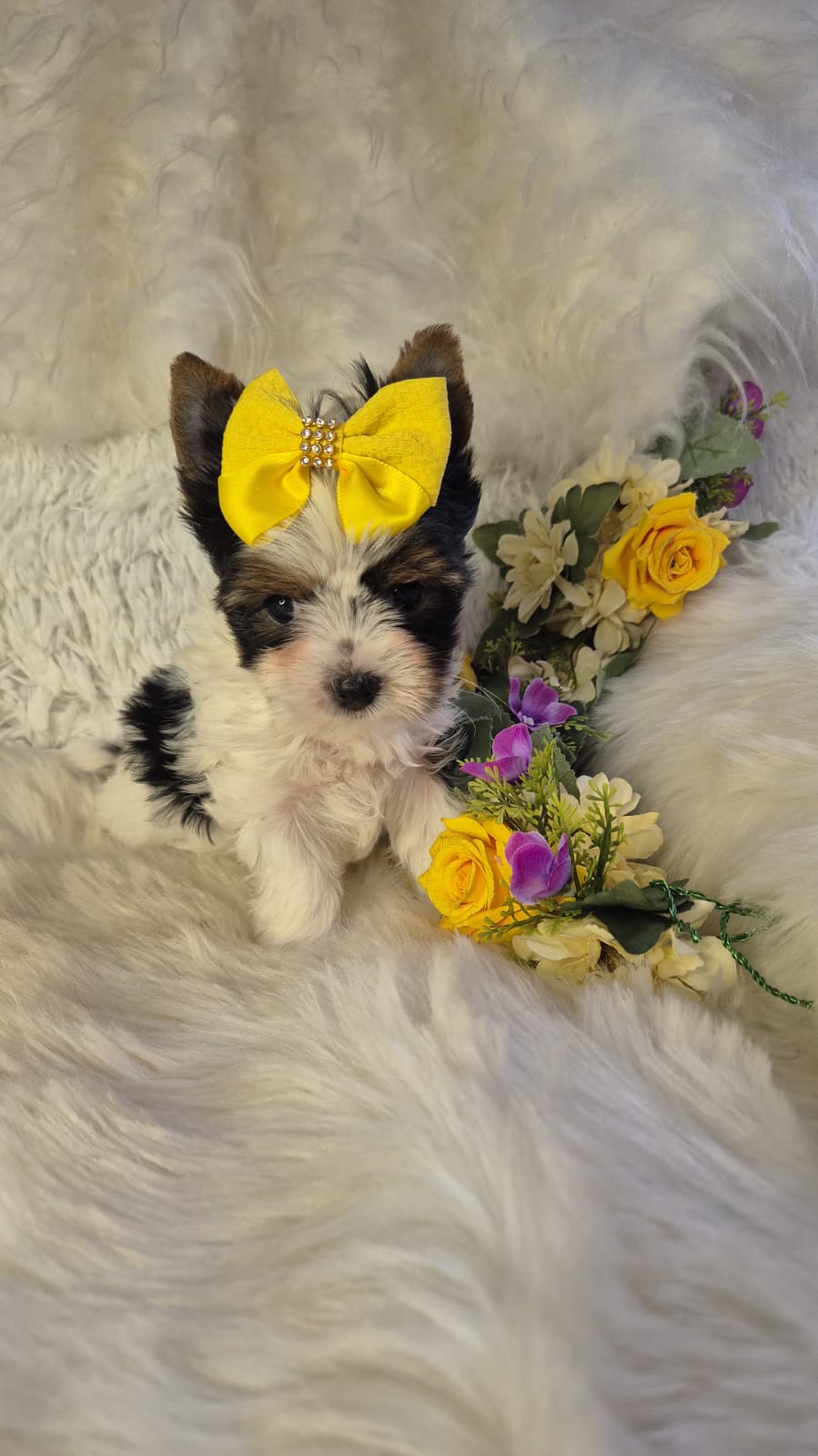 Biewer terrier  - Foto 1